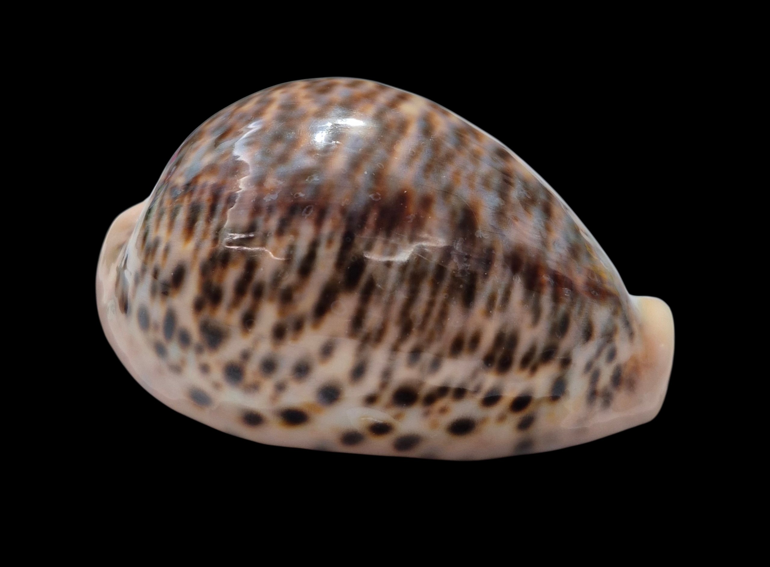BC567 Cypraea pantherina - GIANT SIZE - Image 2