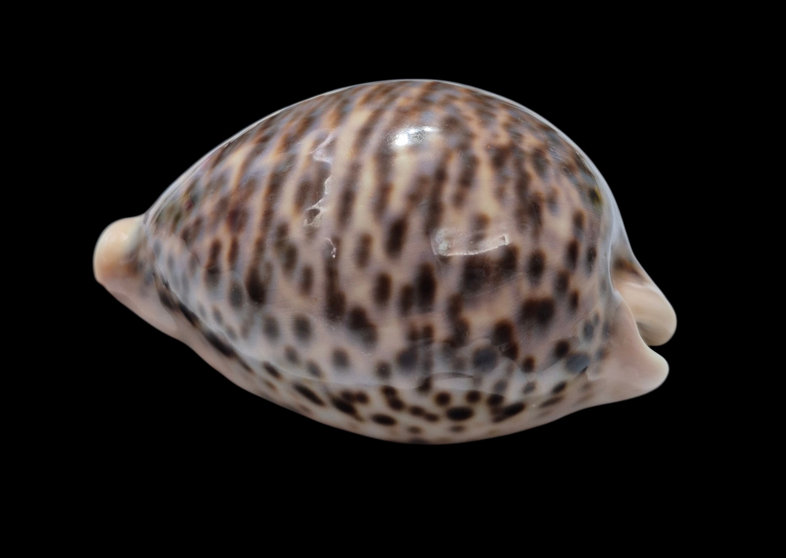 BC567 Cypraea pantherina - GIANT SIZE - Image 3