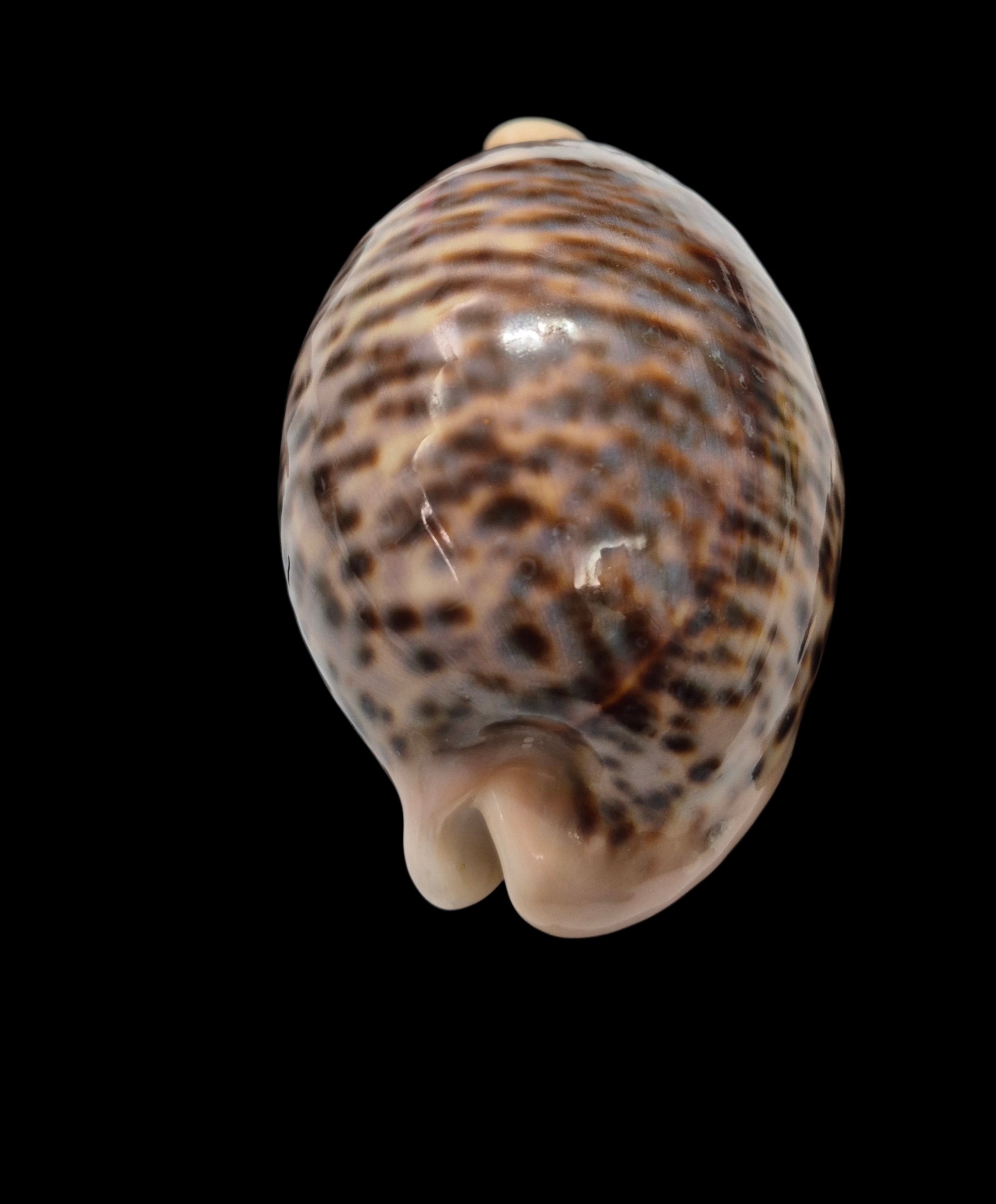 BC567 Cypraea pantherina - GIANT SIZE - Image 5