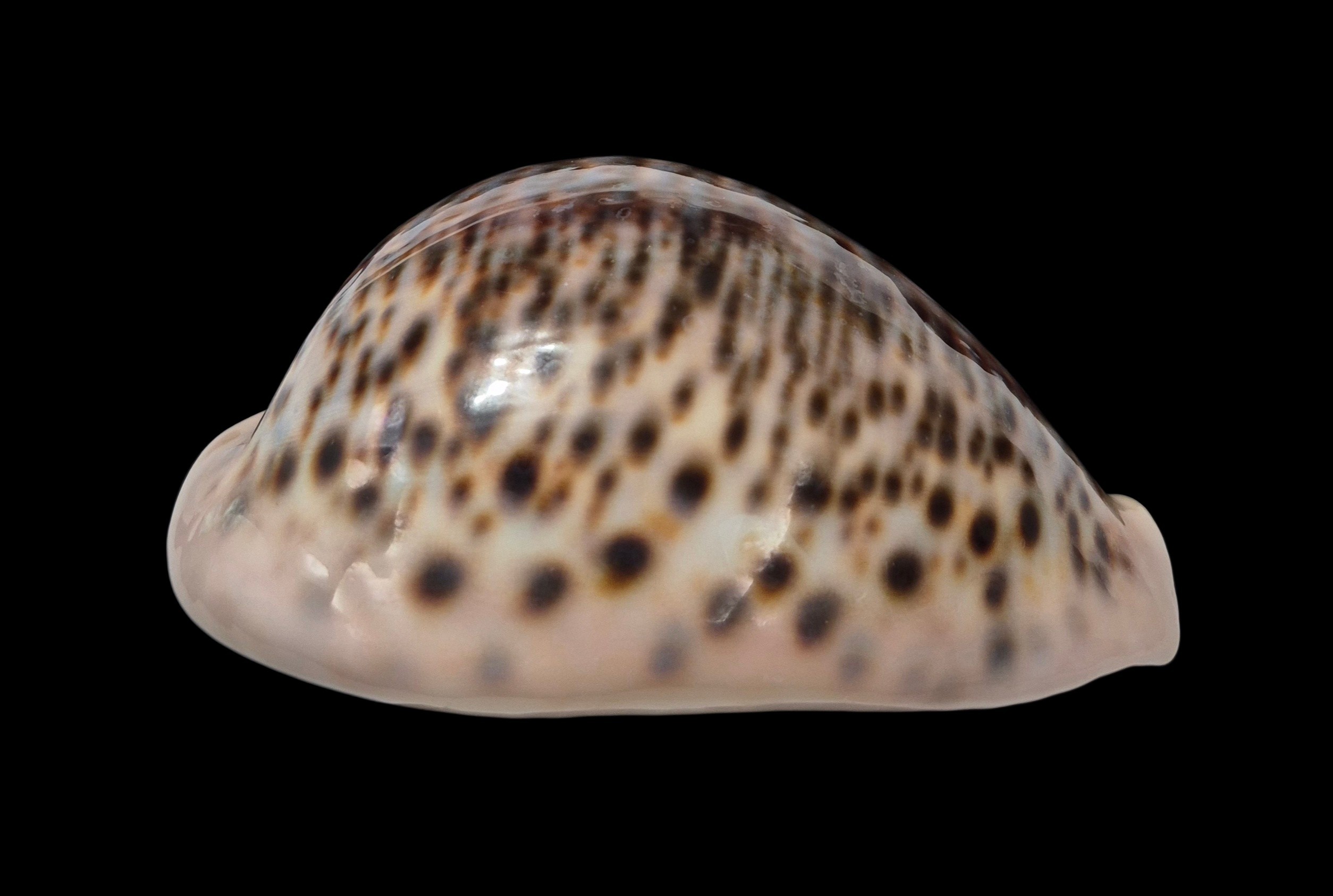 BC567 Cypraea pantherina - GIANT SIZE - Image 6