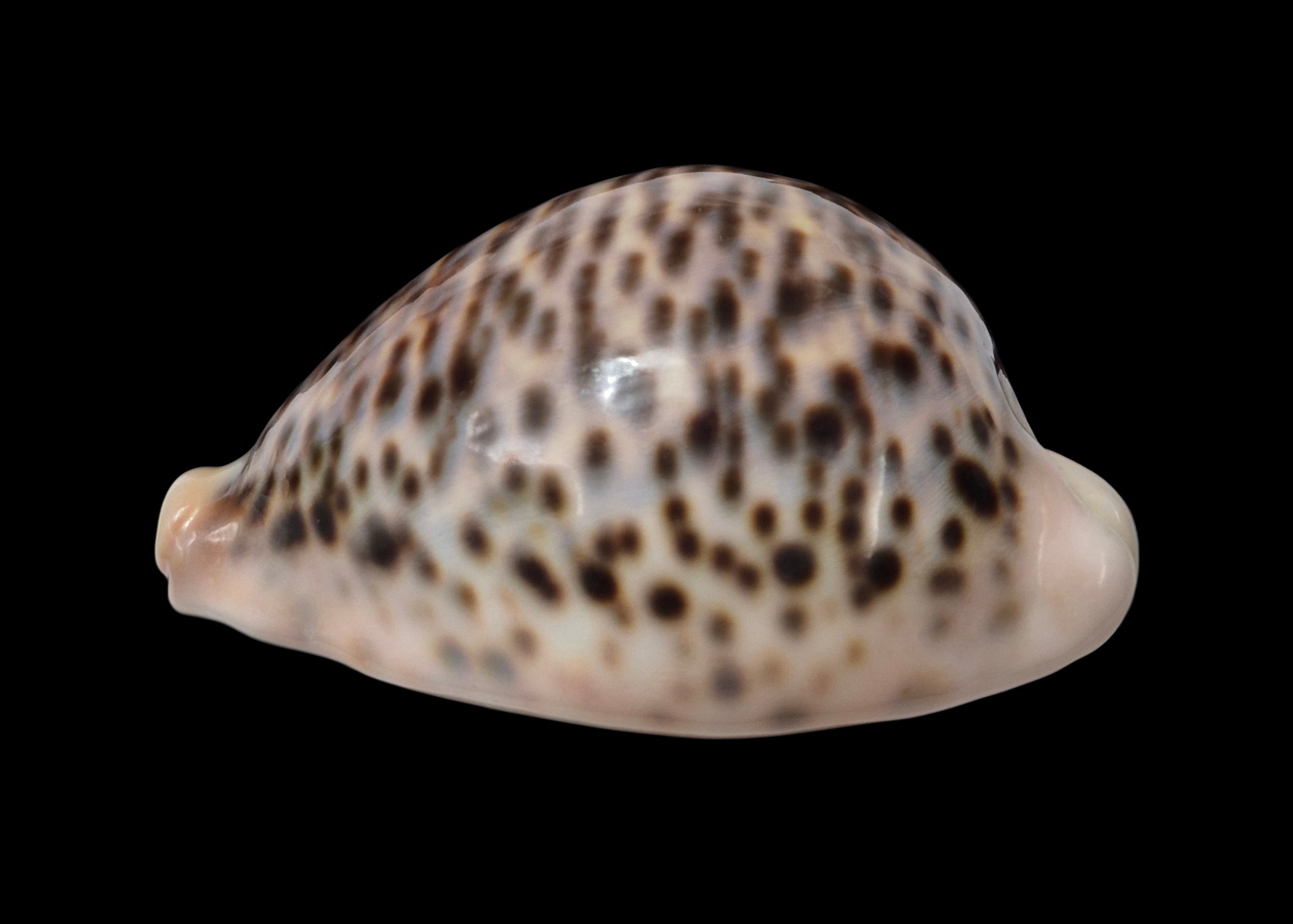 BC567 Cypraea pantherina - GIANT SIZE - Image 7