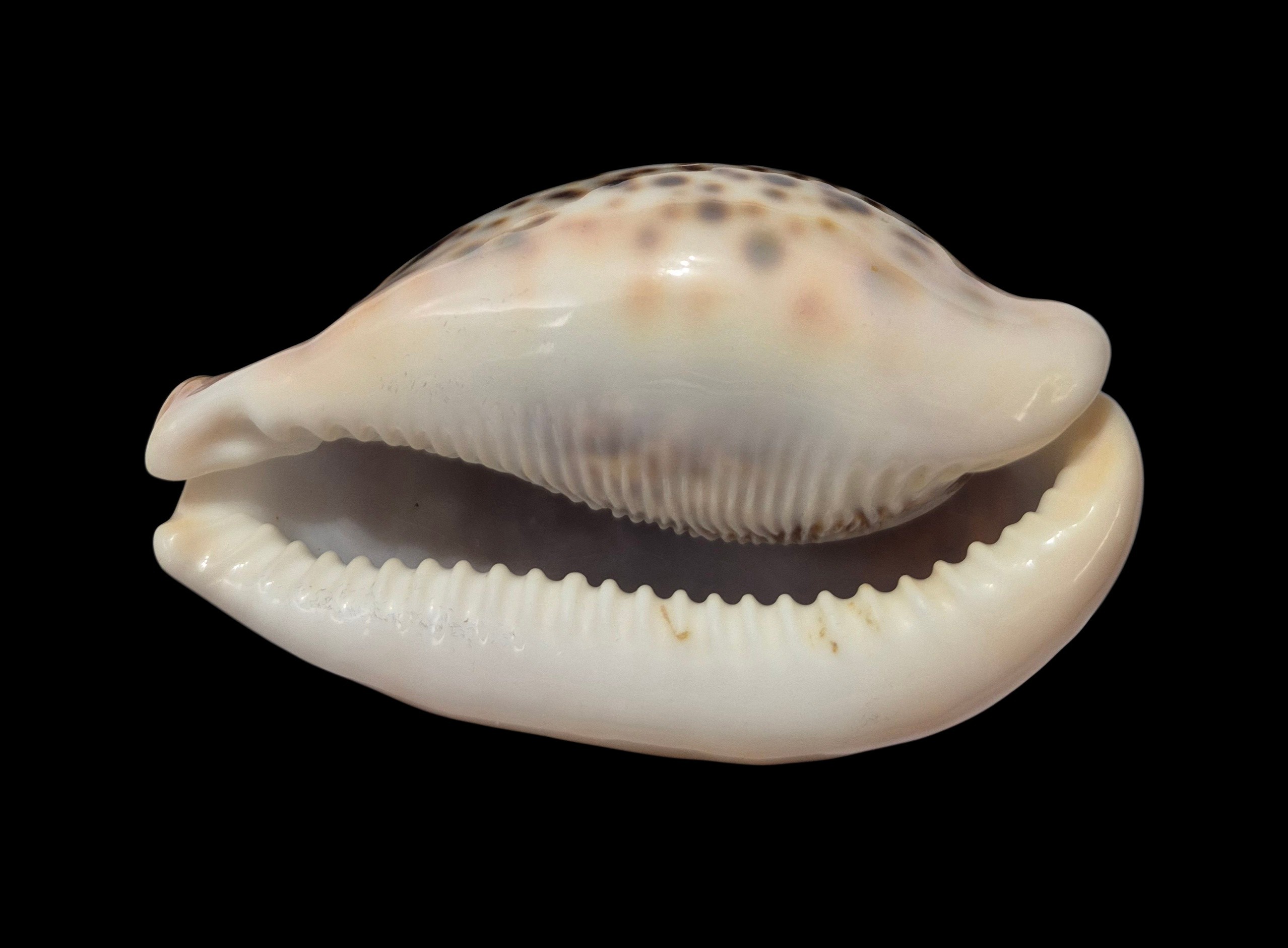 BC567 Cypraea pantherina - GIANT SIZE - Image 4