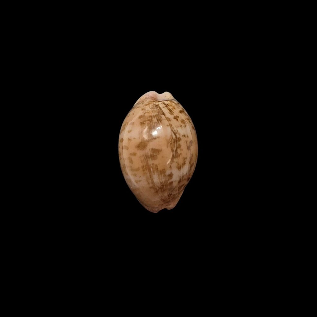 BC571 Luria cinerea brasiliensis - PATTERNFUL