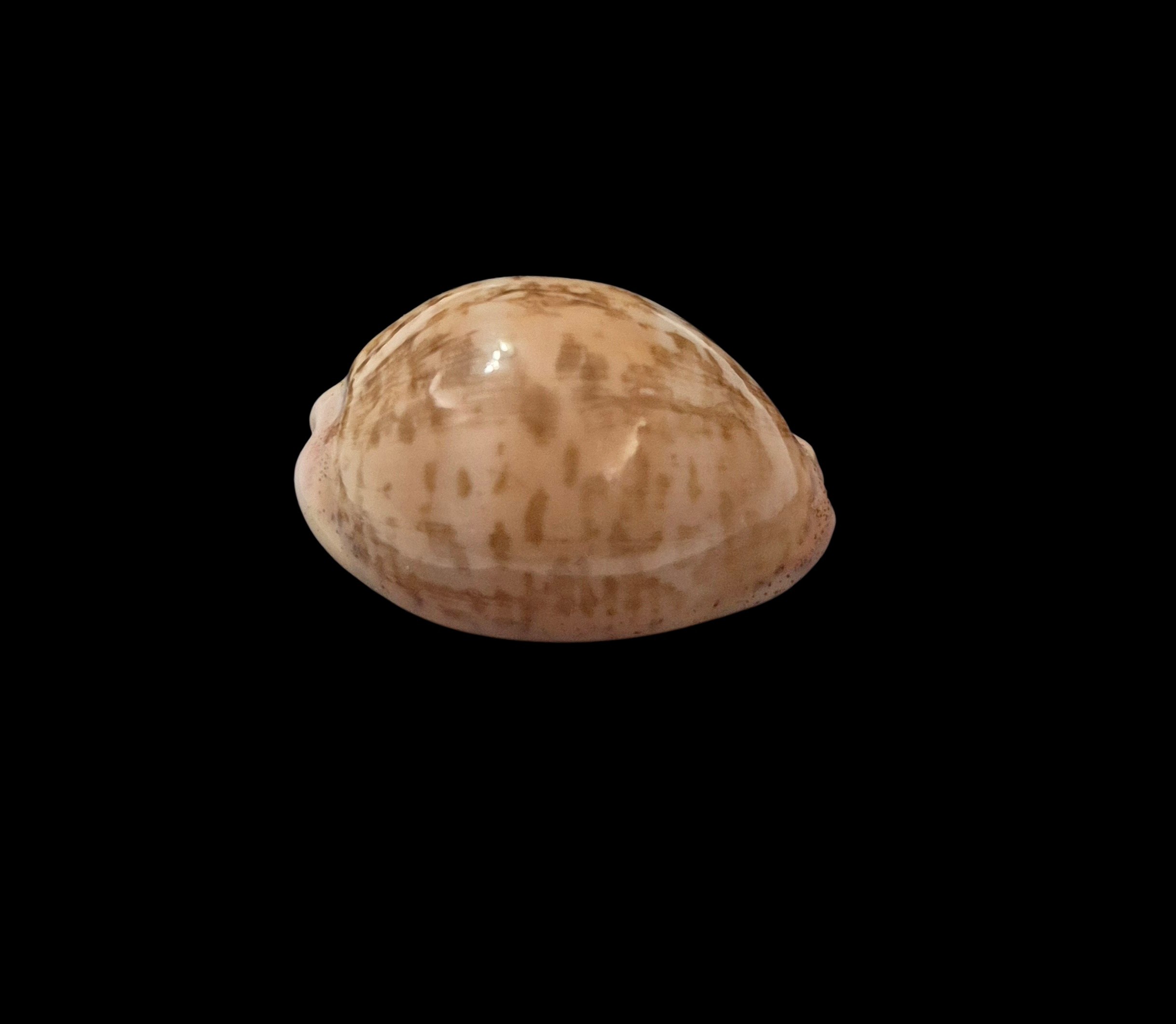 BC571 Luria cinerea brasiliensis - PATTERNFUL - Image 2