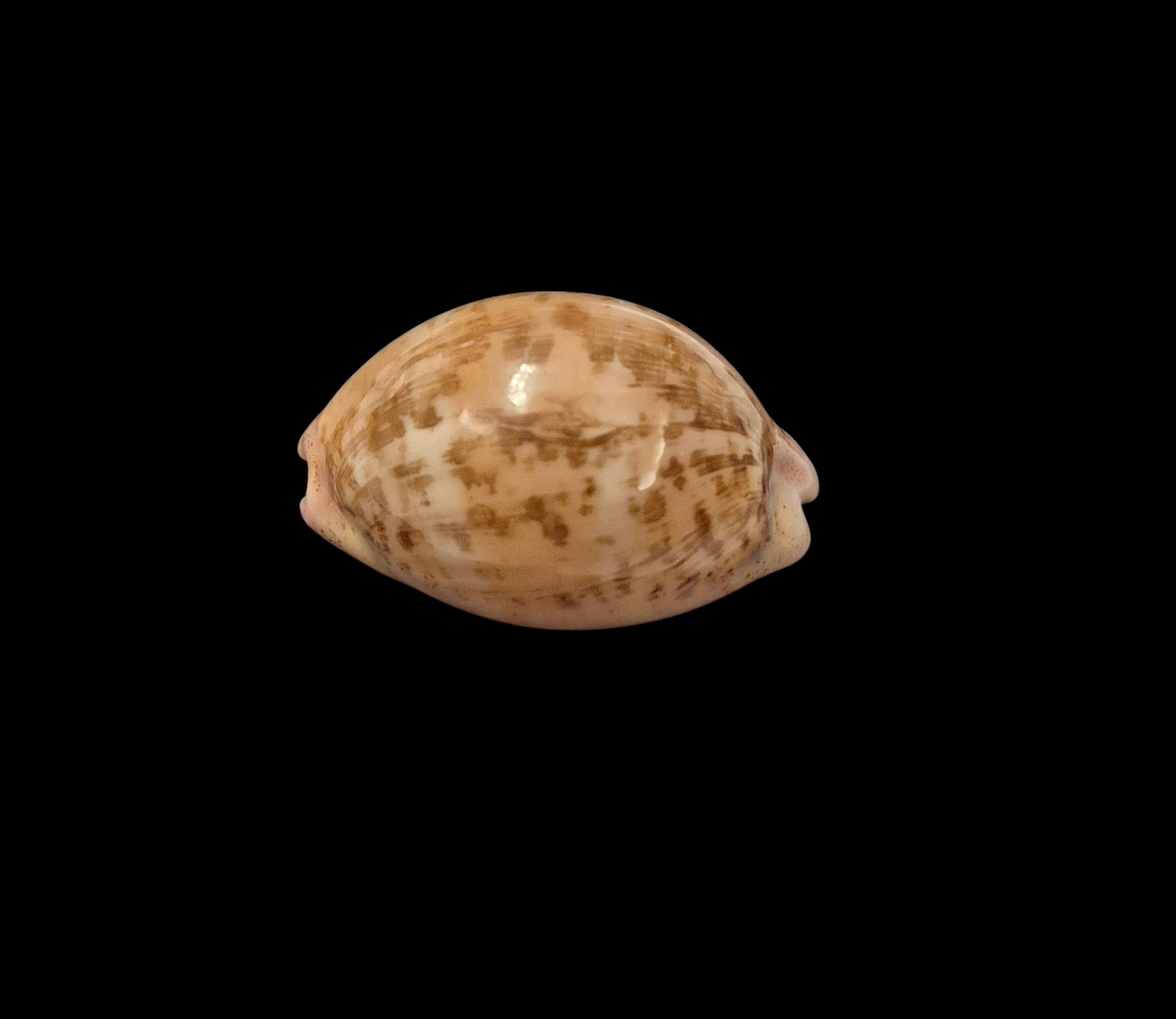 BC571 Luria cinerea brasiliensis - PATTERNFUL - Image 3
