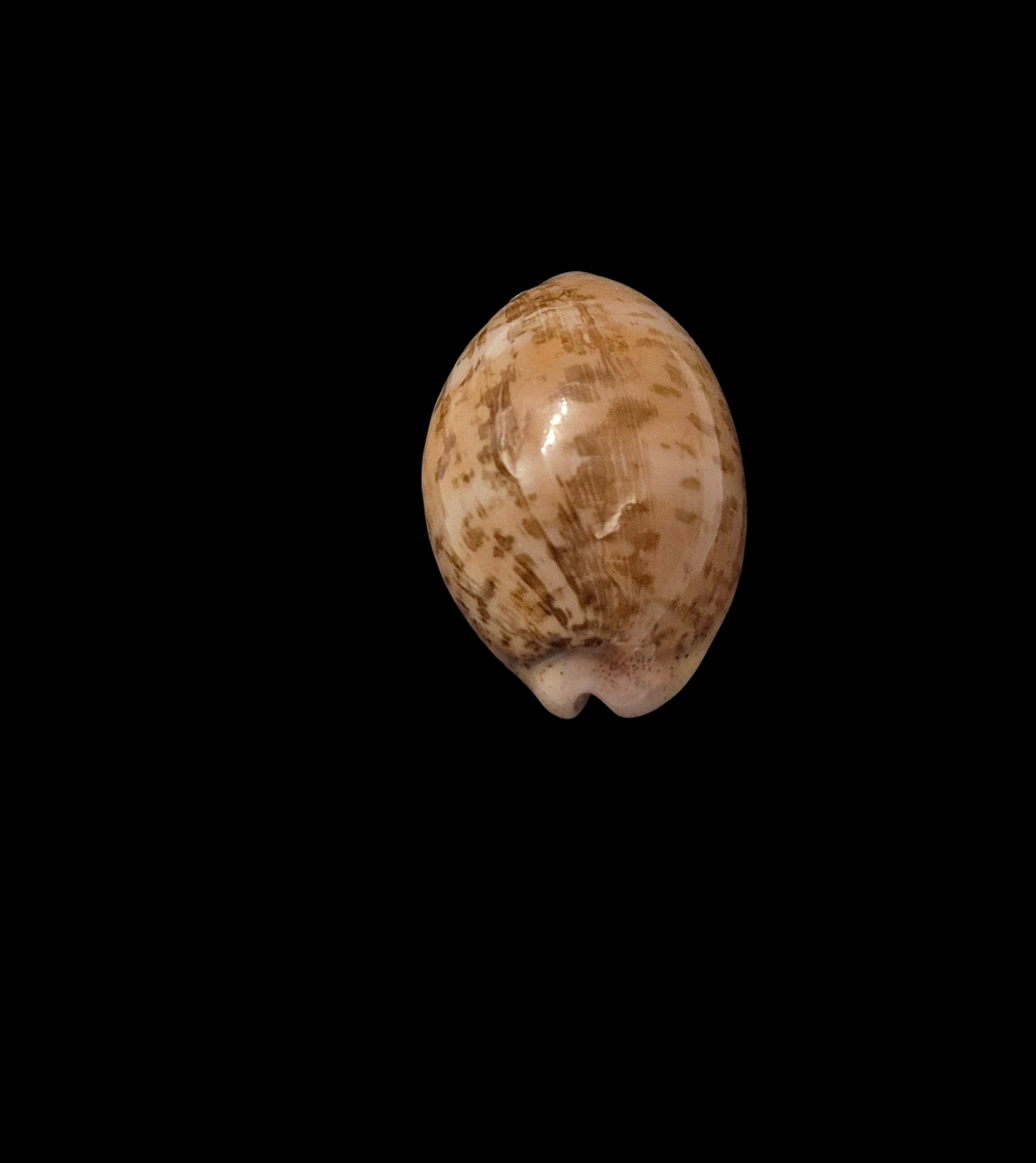 BC571 Luria cinerea brasiliensis - PATTERNFUL - Image 4