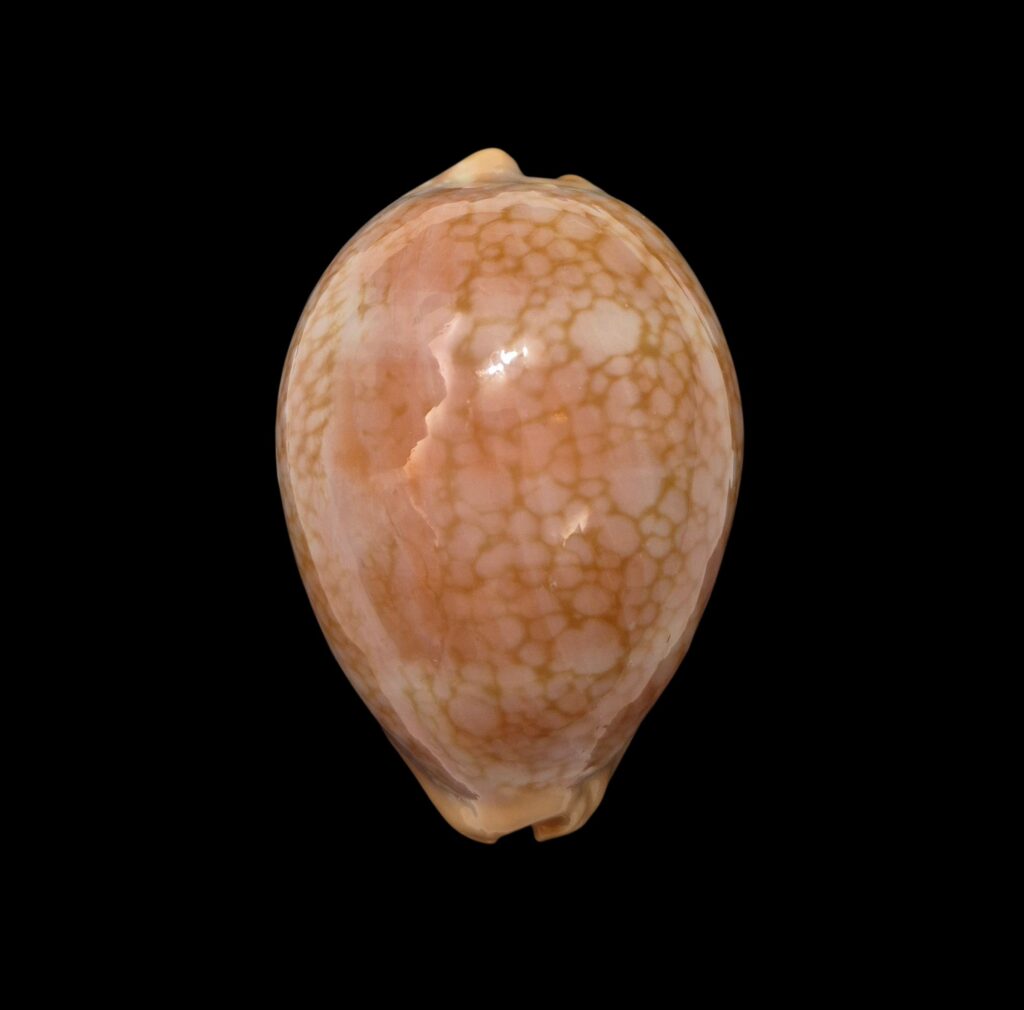 BC574 Lyncina broderipii f. somalica - COLORFUL