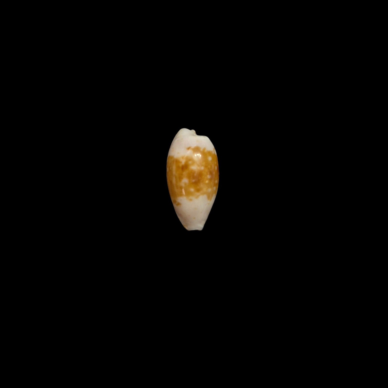 BC578 Cypraea goodallii - GOOD SIZE