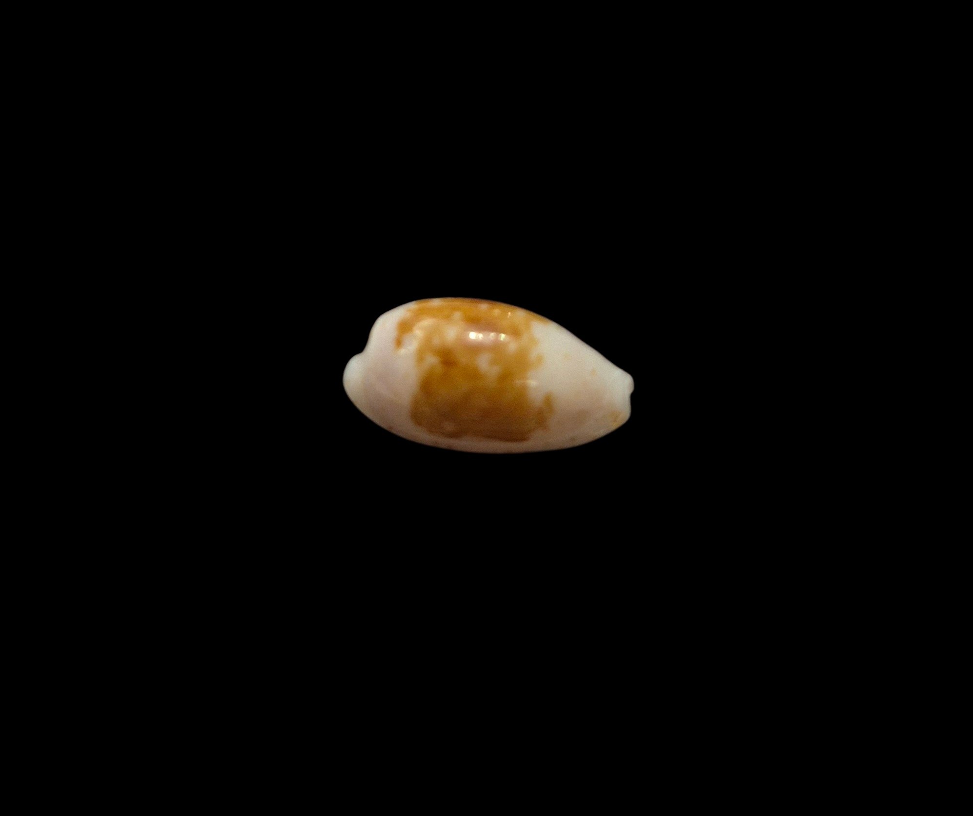 BC578 Cypraea goodallii - GOOD SIZE - Image 4