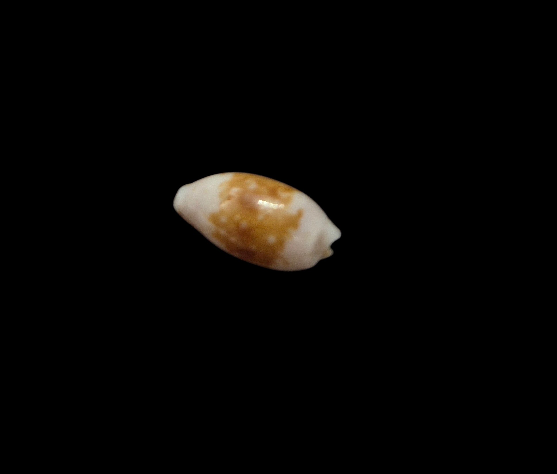 BC578 Cypraea goodallii - GOOD SIZE - Image 5