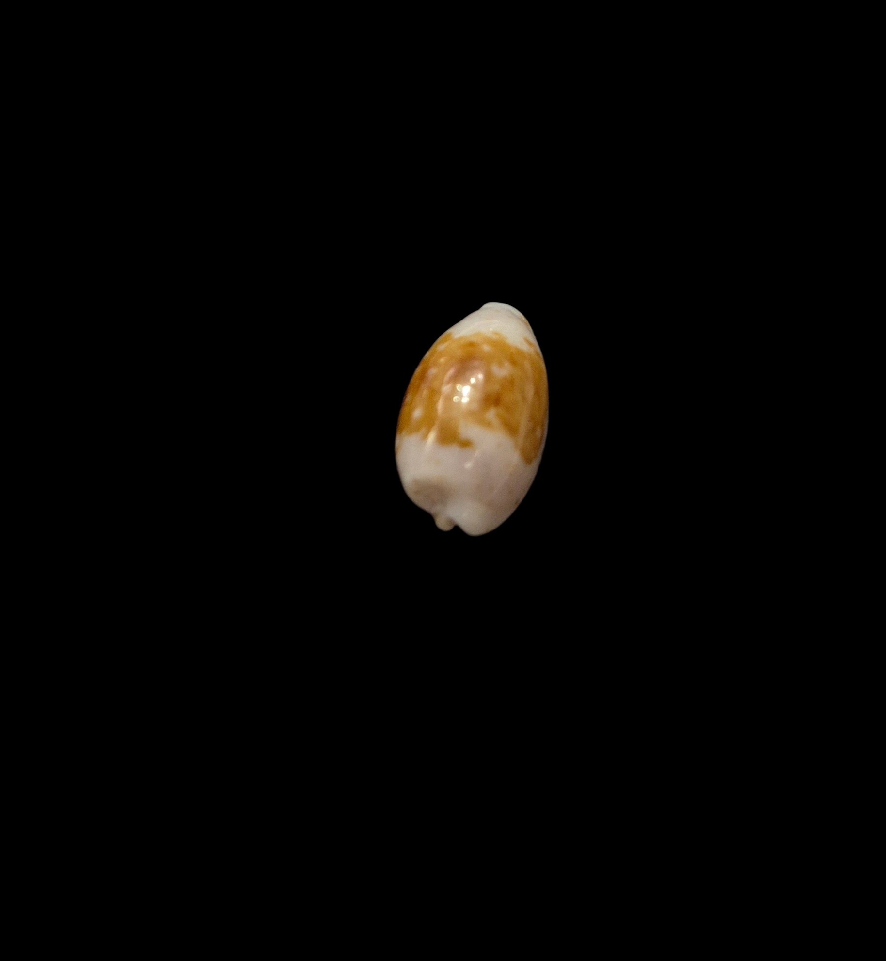 BC578 Cypraea goodallii - GOOD SIZE - Image 2