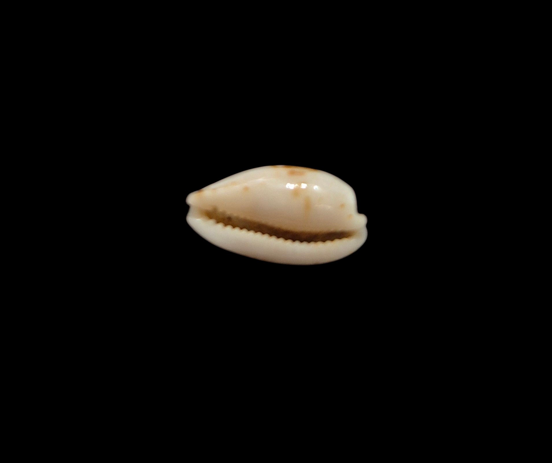 BC578 Cypraea goodallii - GOOD SIZE - Image 3