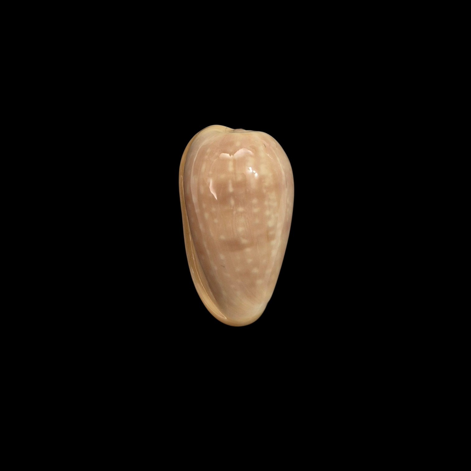 BC576 Bullata analuciae