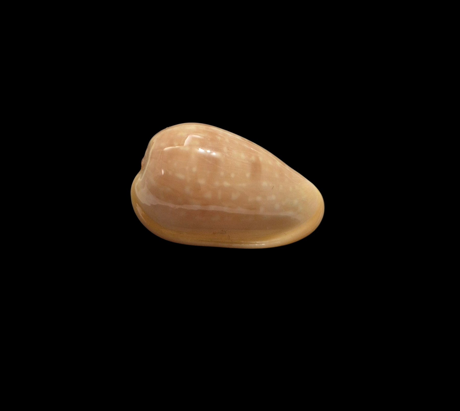 BC576 Bullata analuciae - Image 2