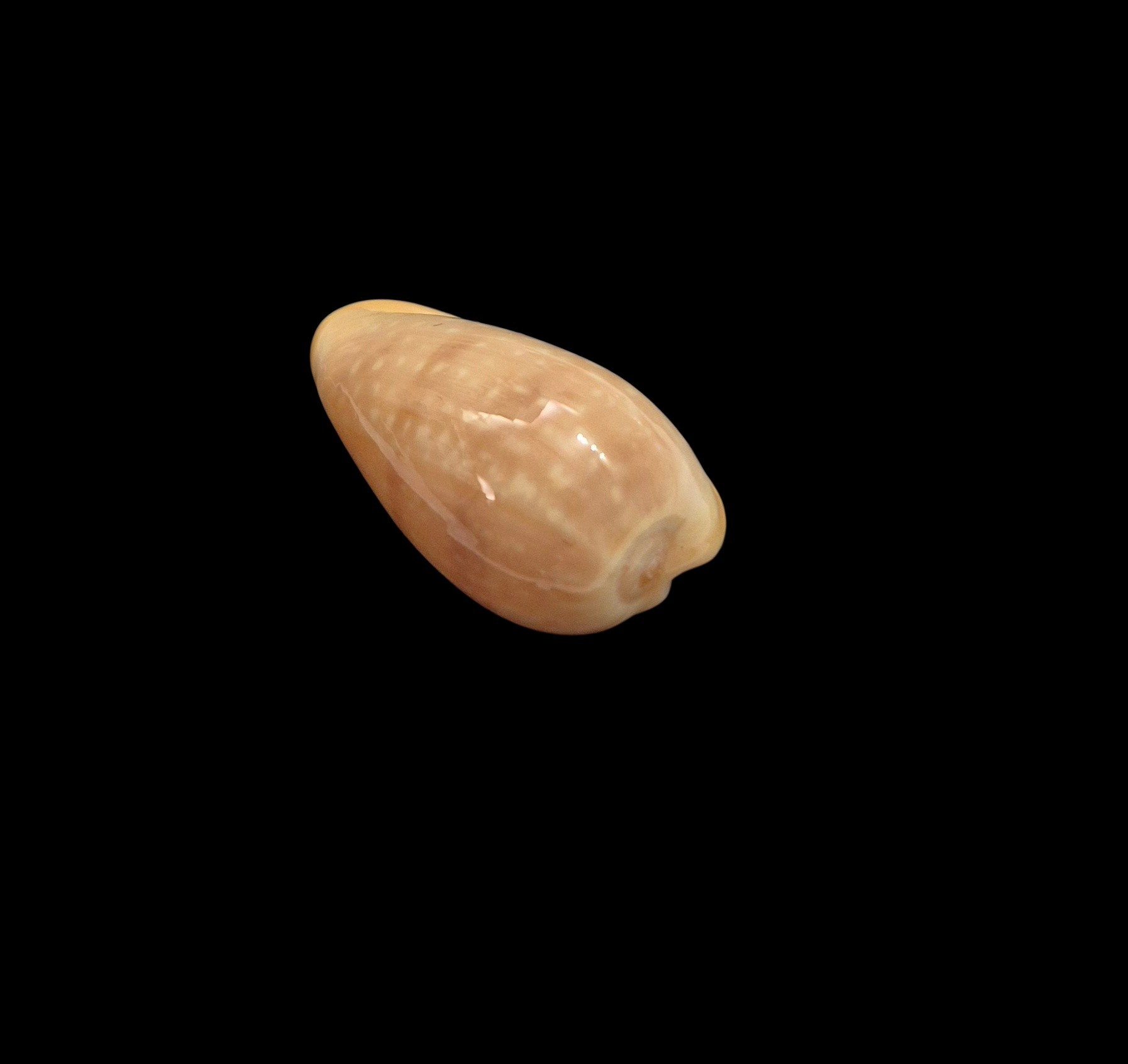 BC576 Bullata analuciae - Image 4