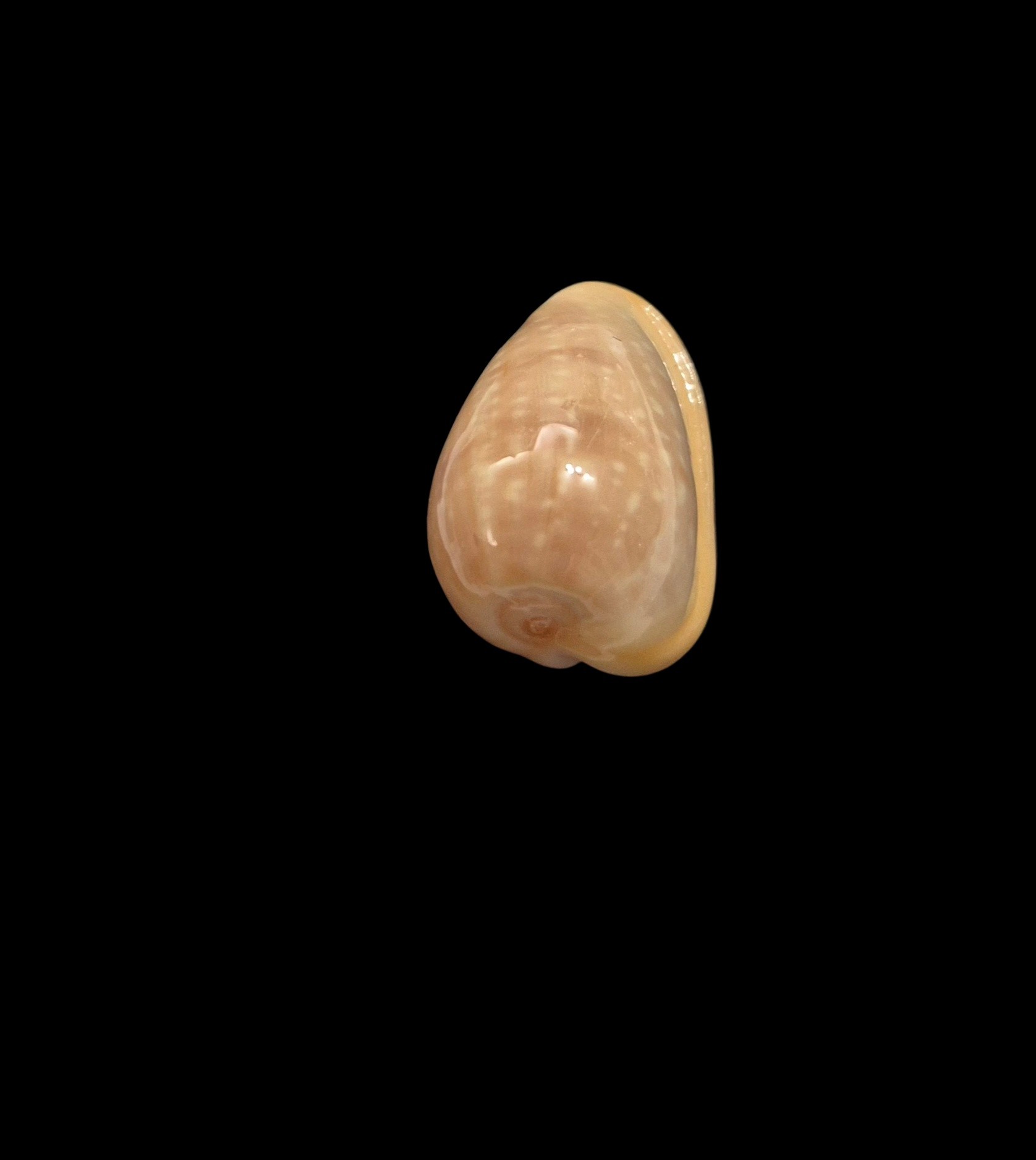 BC576 Bullata analuciae - Image 5