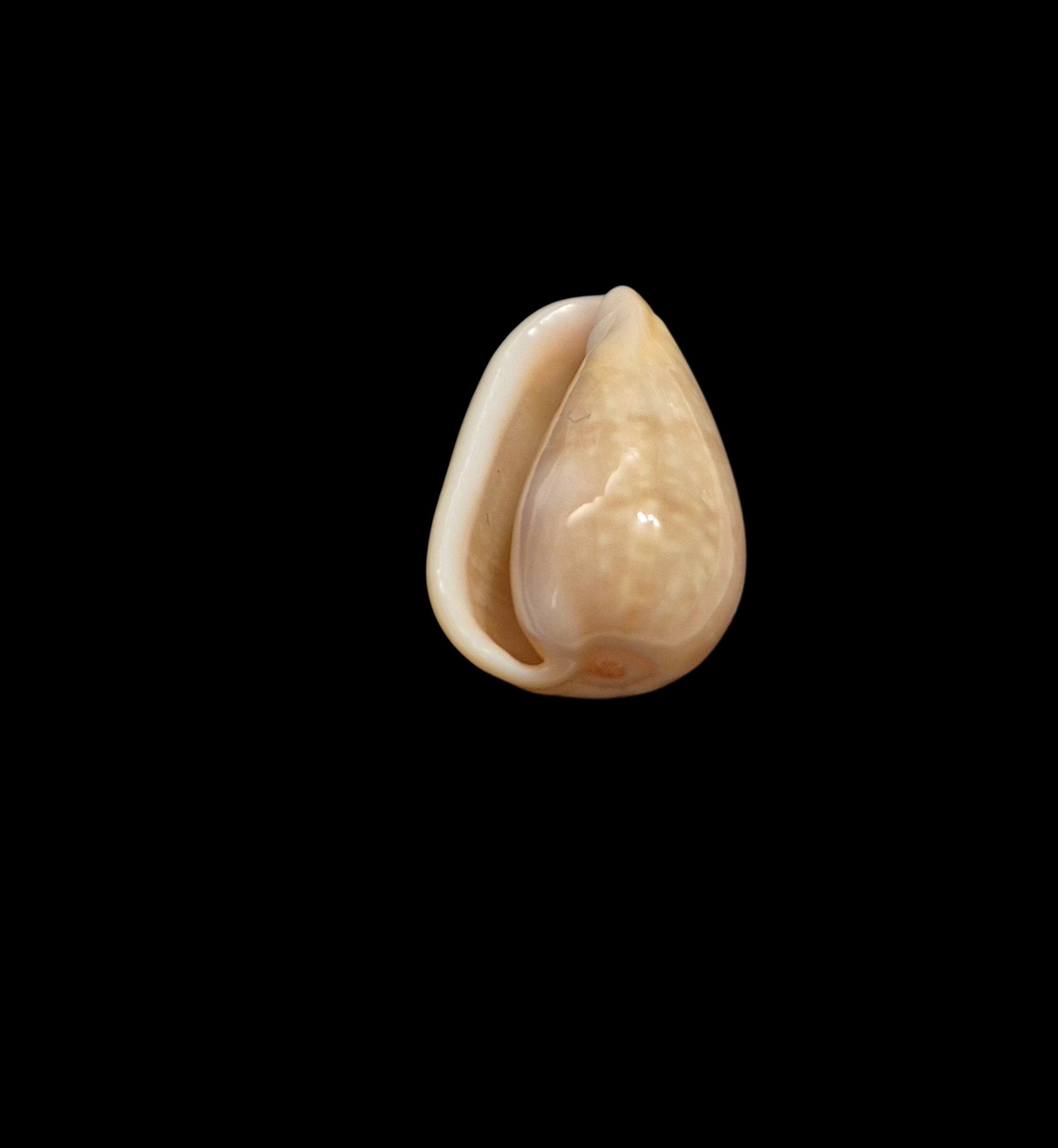 BC576 Bullata analuciae - Image 6