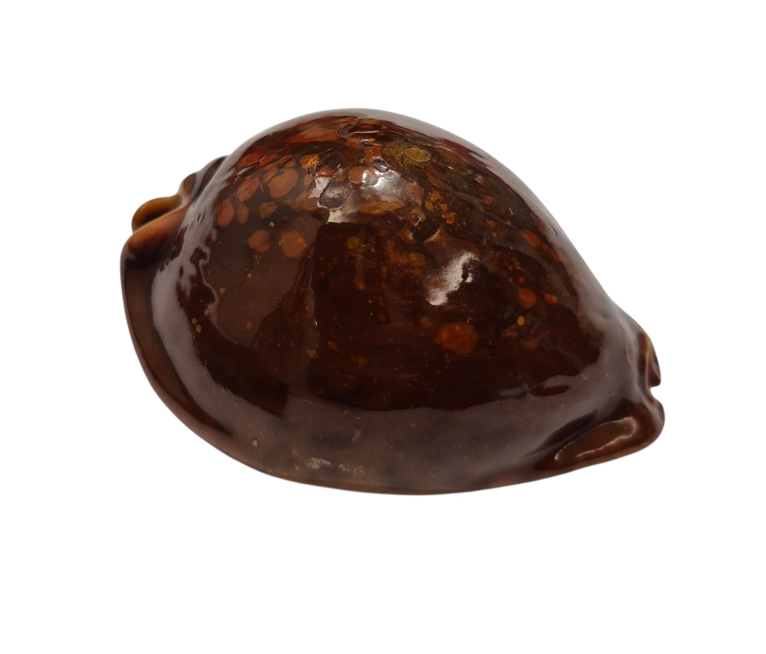BC082 Trona stercoria - DARK RED FORM - Image 2