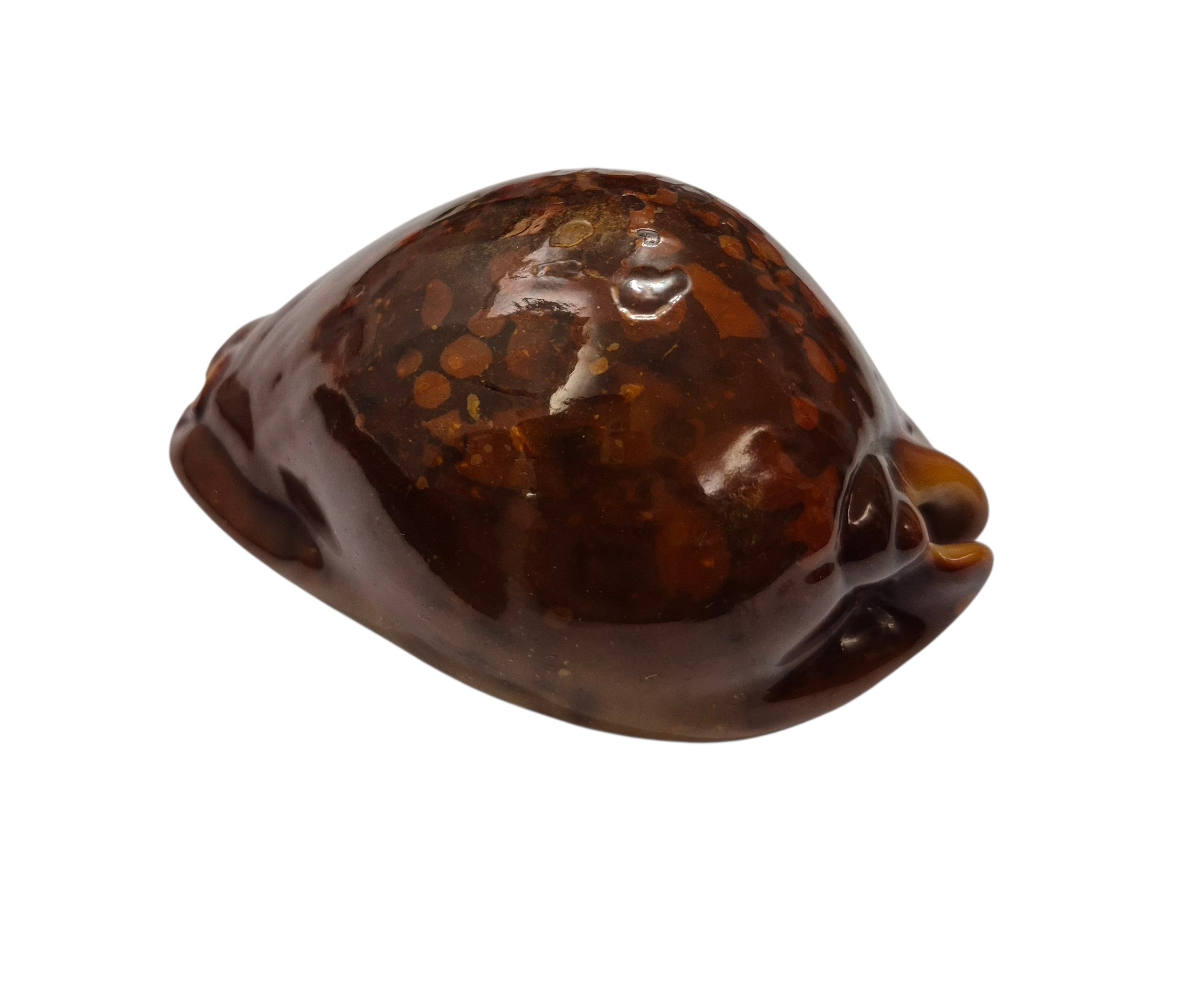 BC082 Trona stercoria - DARK RED FORM - Image 3
