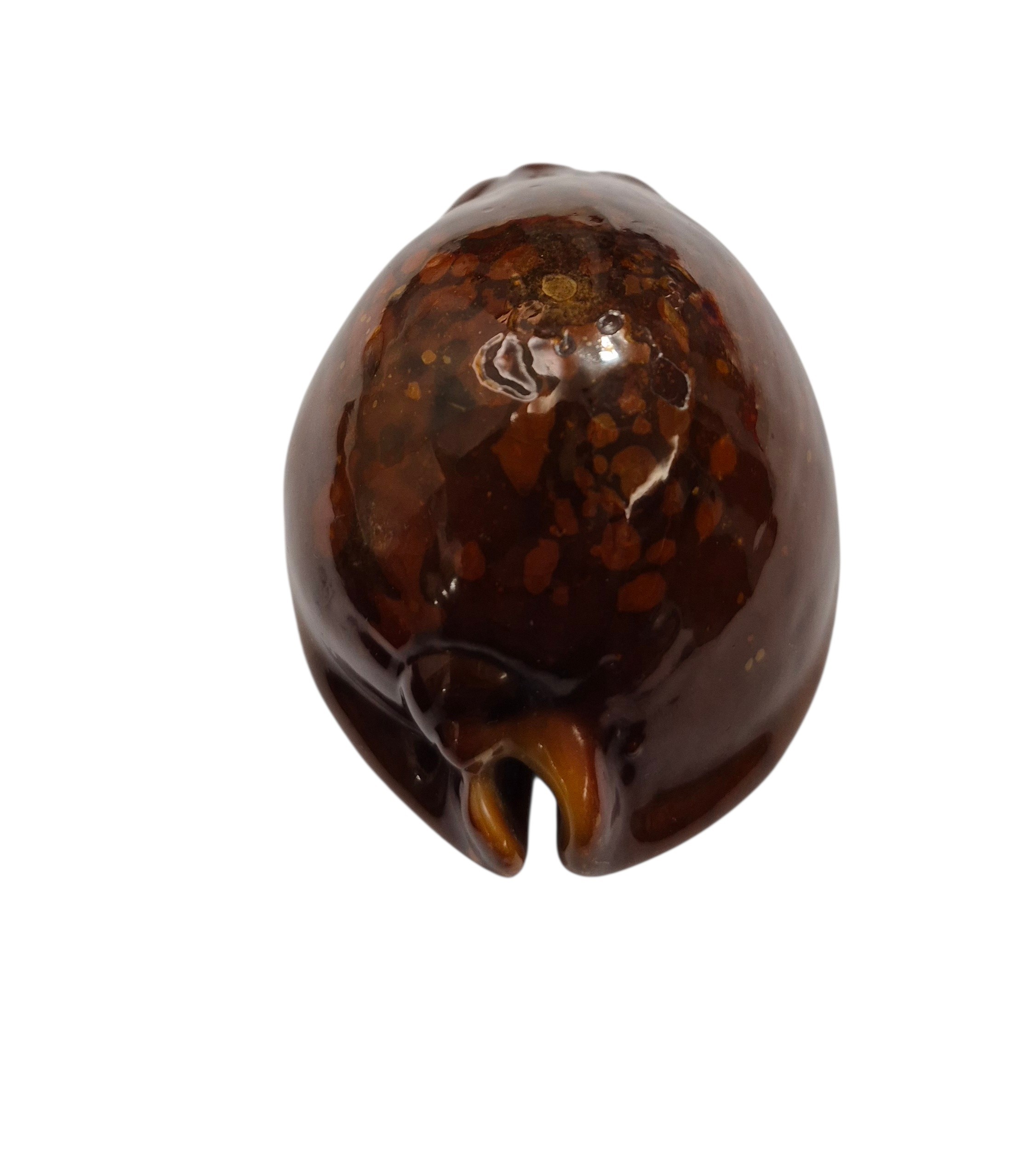 BC082 Trona stercoria - DARK RED FORM - Image 4
