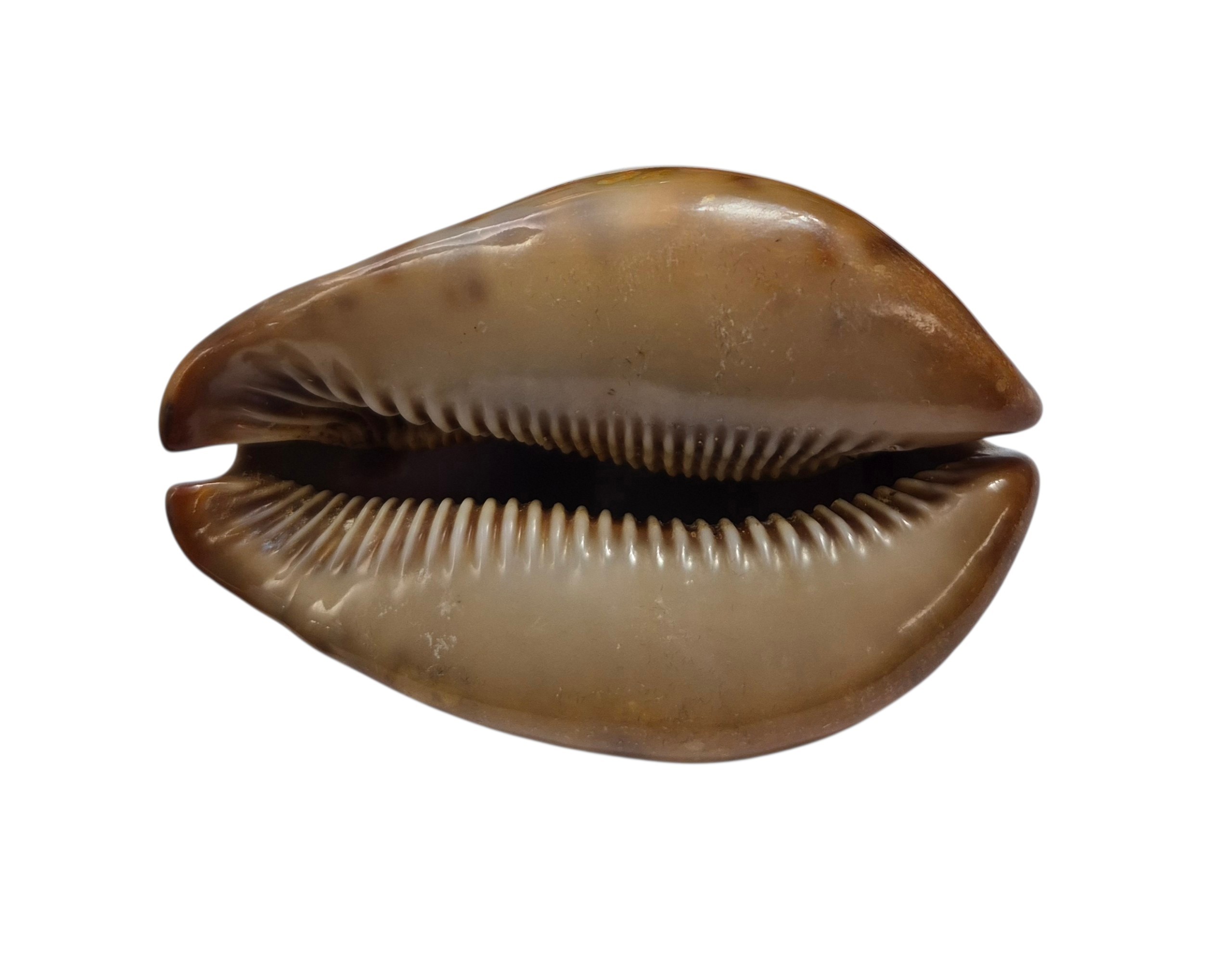 BC082 Trona stercoria - DARK RED FORM - Image 5