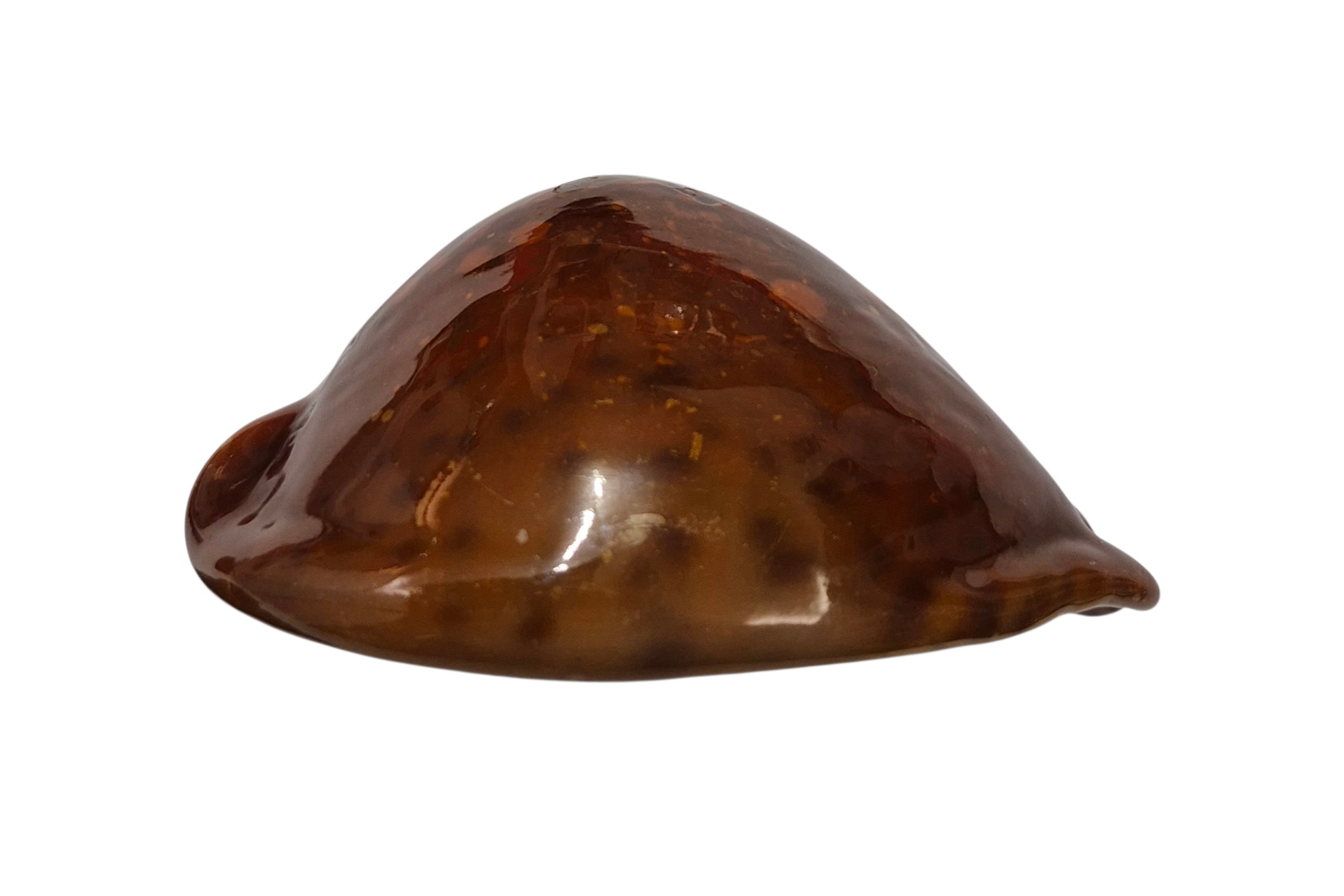 BC082 Trona stercoria - DARK RED FORM - Image 6