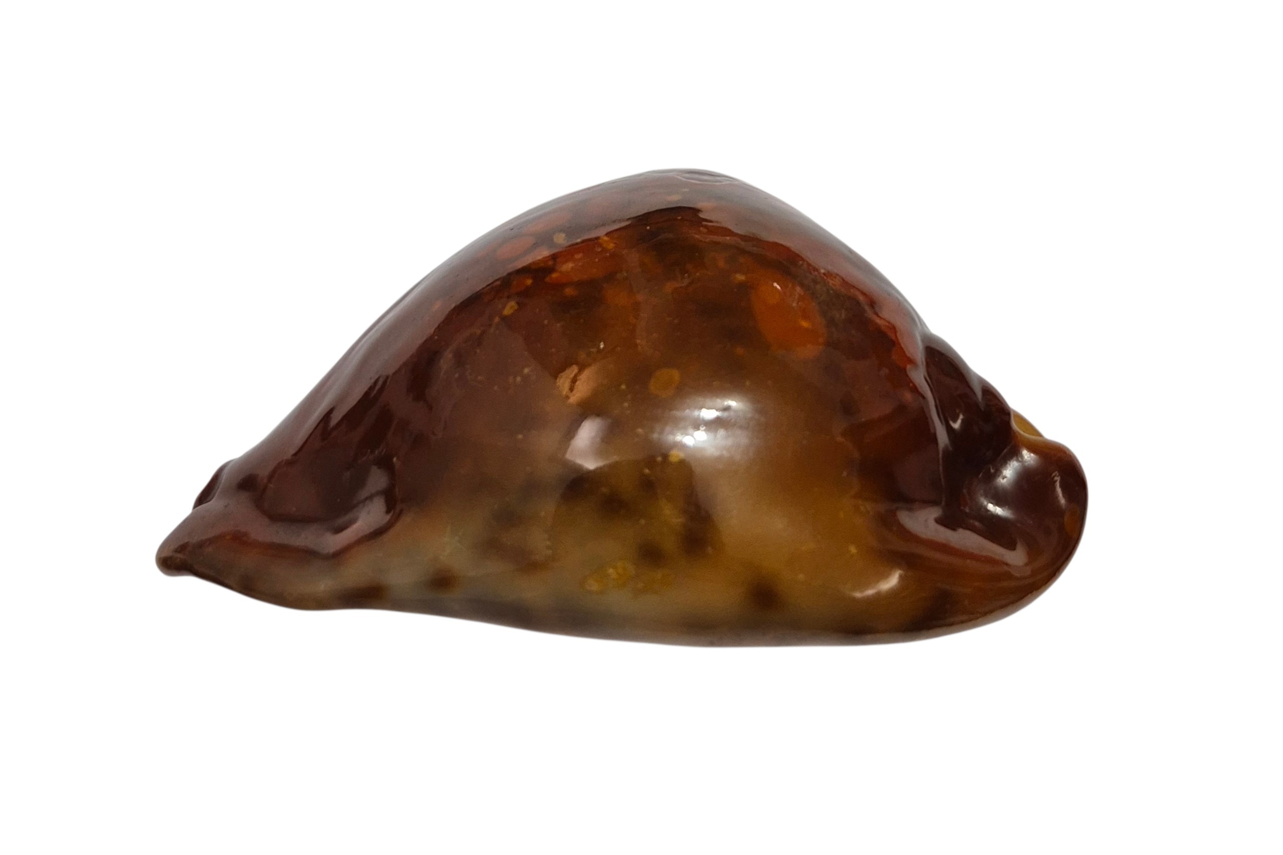 BC082 Trona stercoria - DARK RED FORM - Image 7