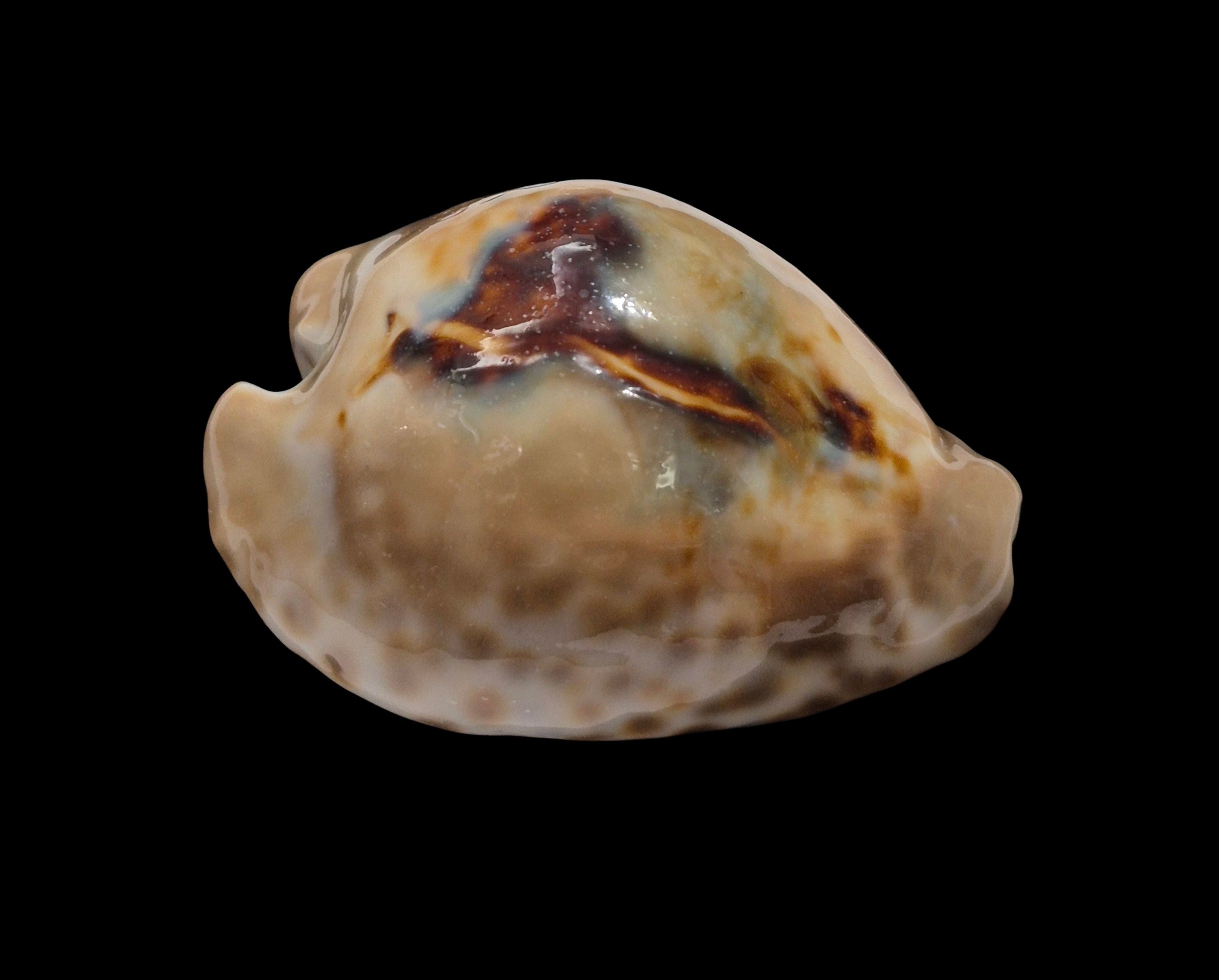 BC172 Barycypraea teulerei - TOP PATTERN - Image 2