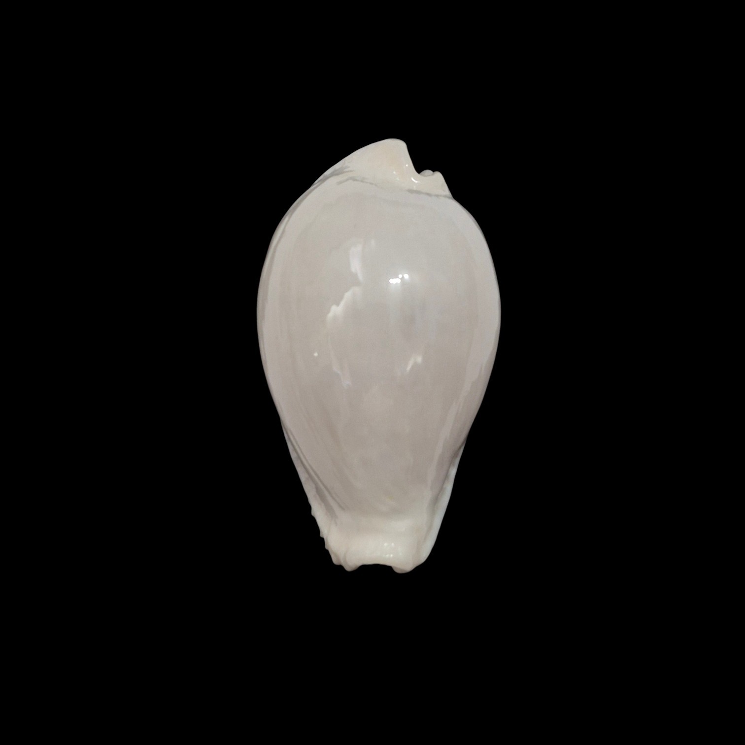 BC110 Naria eburnea - XXL SIZE