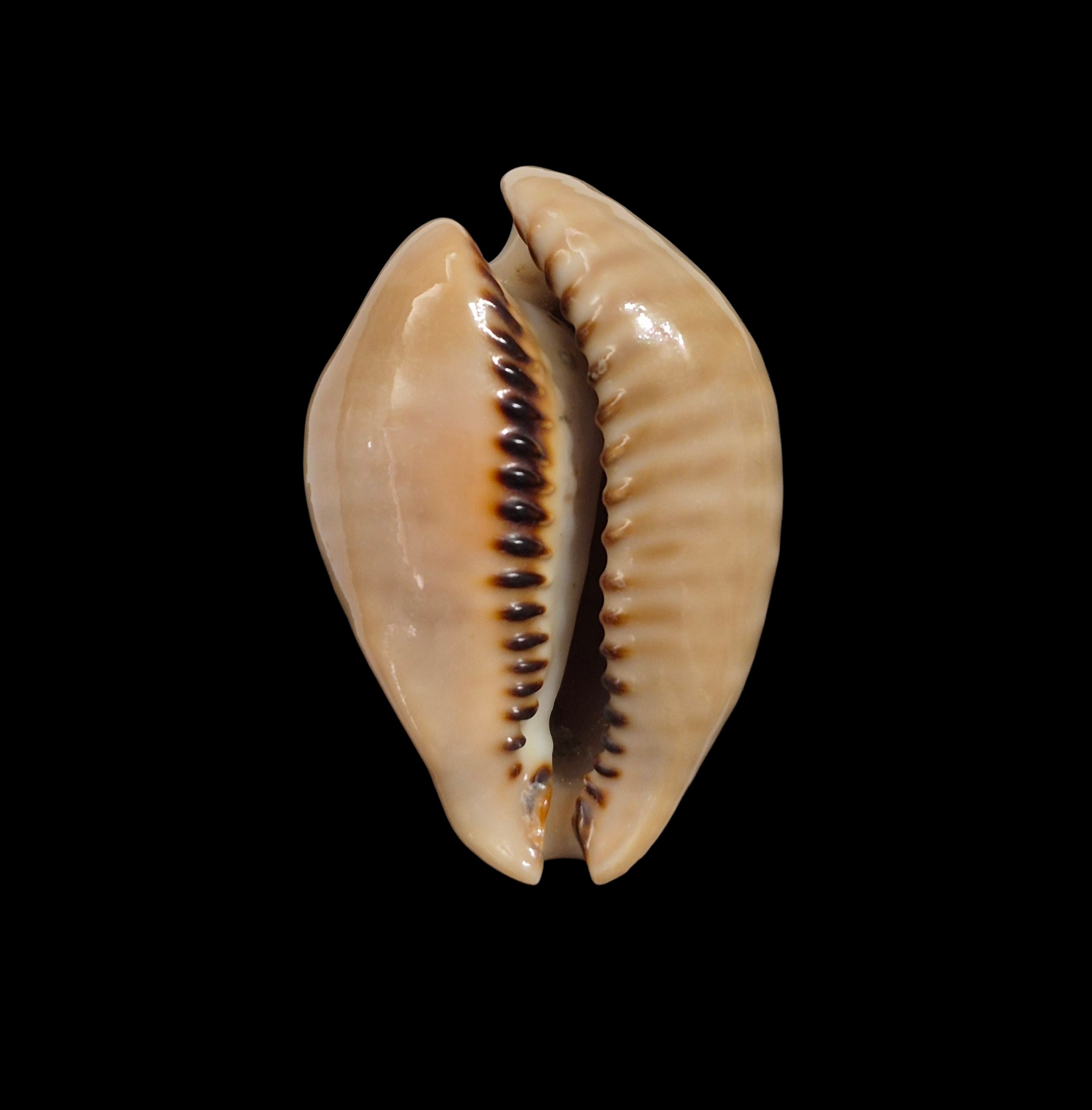 BC254 Muracypraea mus donmoorei - LARGE and HEAVY - Image 2