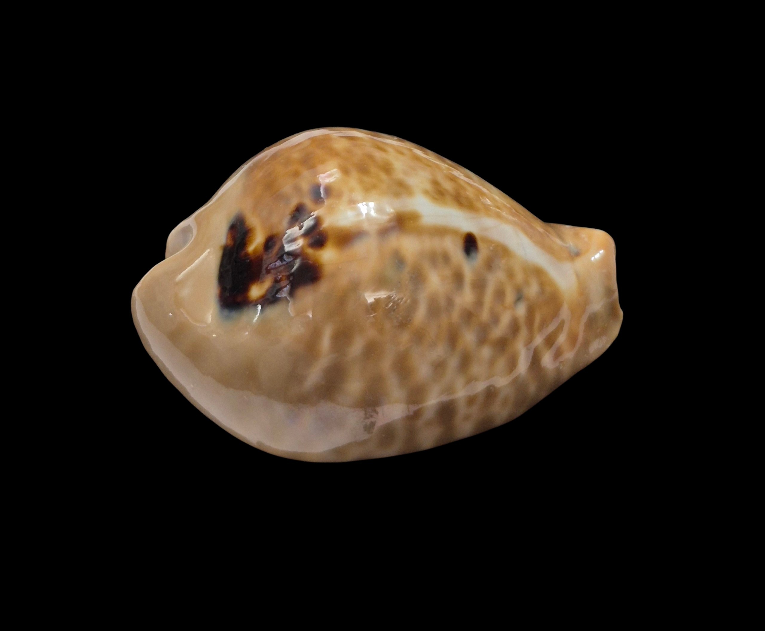 BC254 Muracypraea mus donmoorei - LARGE and HEAVY - Image 4