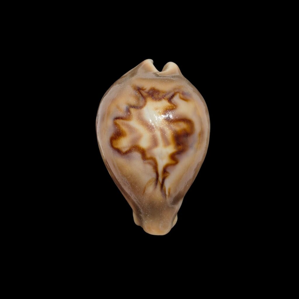 BC301 Barycypraea fultoni massieri - ADULT DWARF