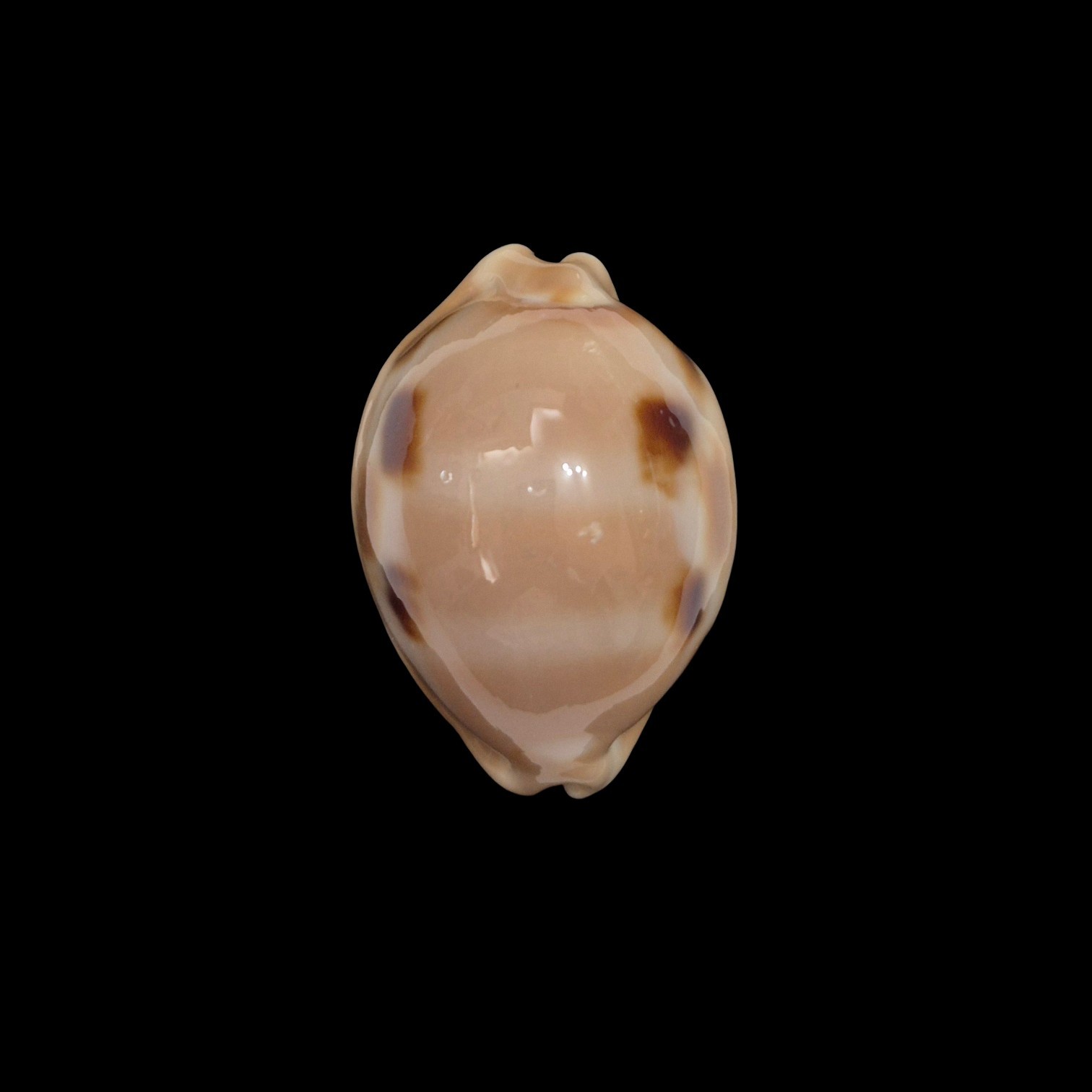 BC234 Luria tessellata - BIG SIZE