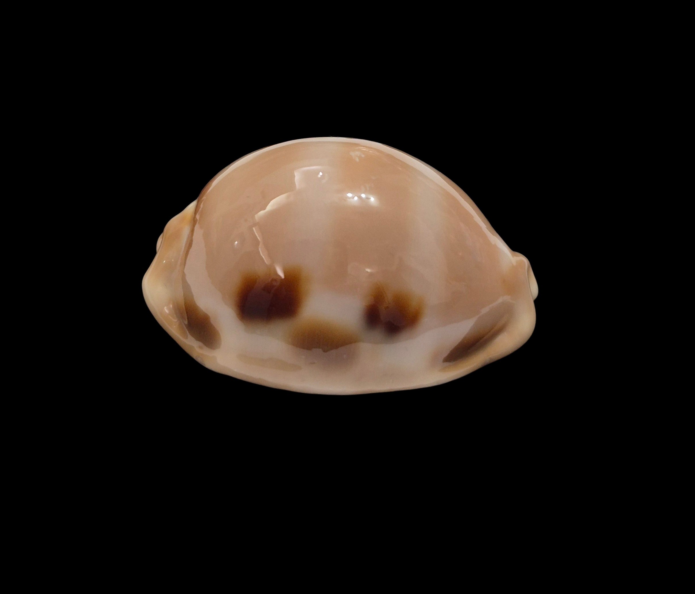 BC234 Luria tessellata - BIG SIZE - Image 2