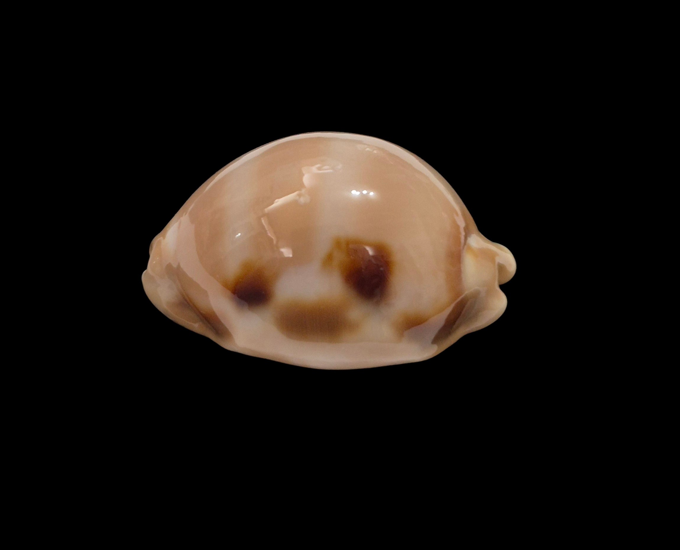 BC234 Luria tessellata - BIG SIZE - Image 3