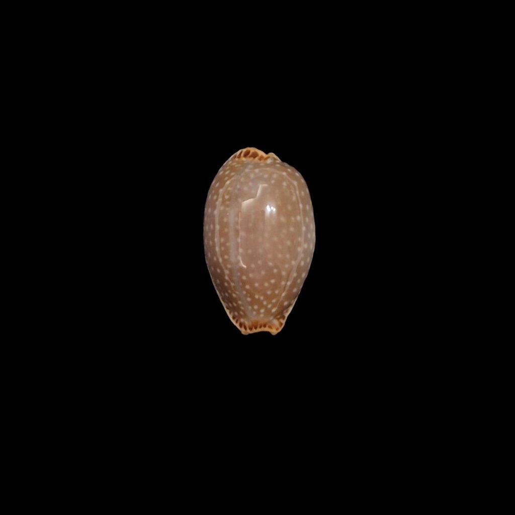 BC459 Staphylaea semiplota