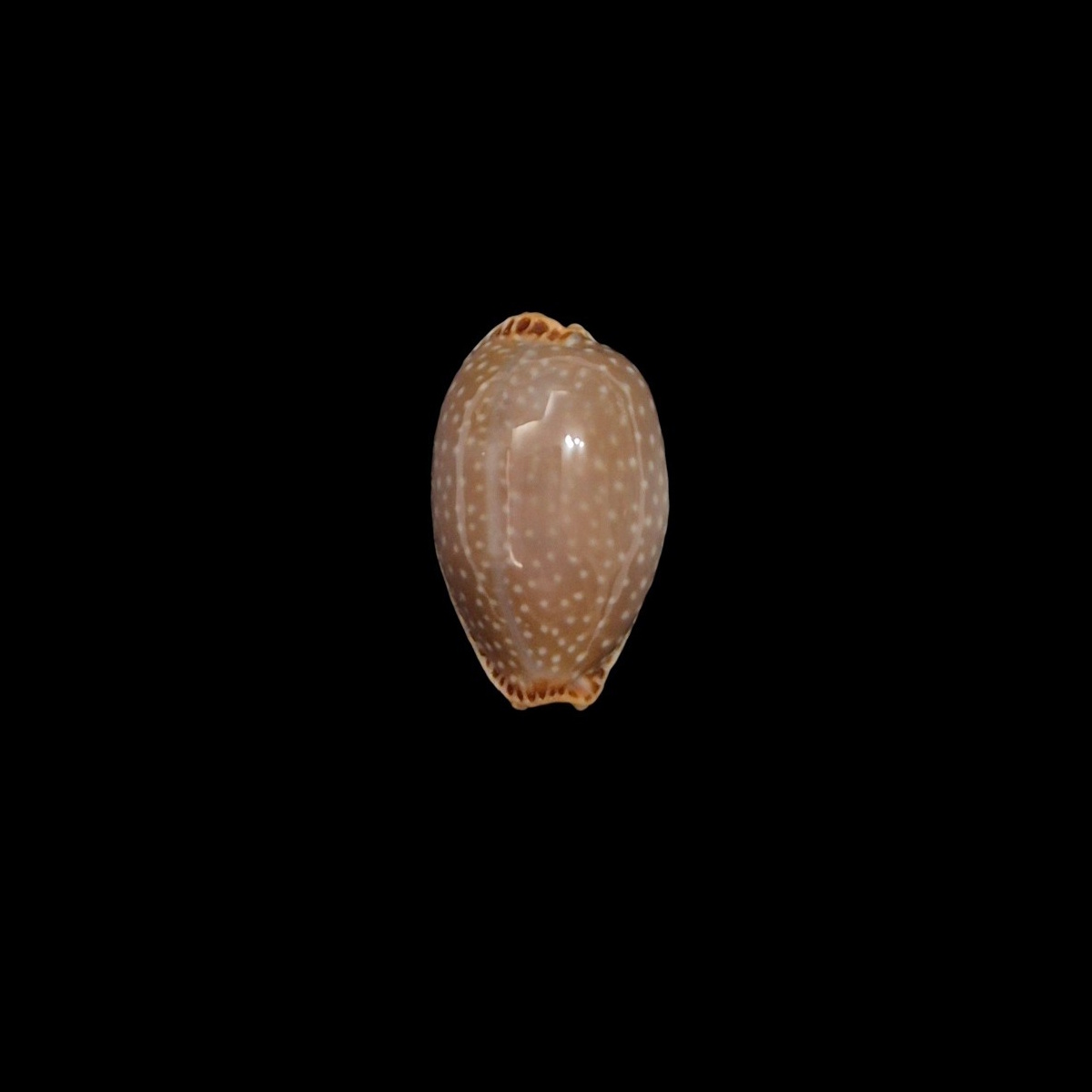 BC459 Staphylaea semiplota