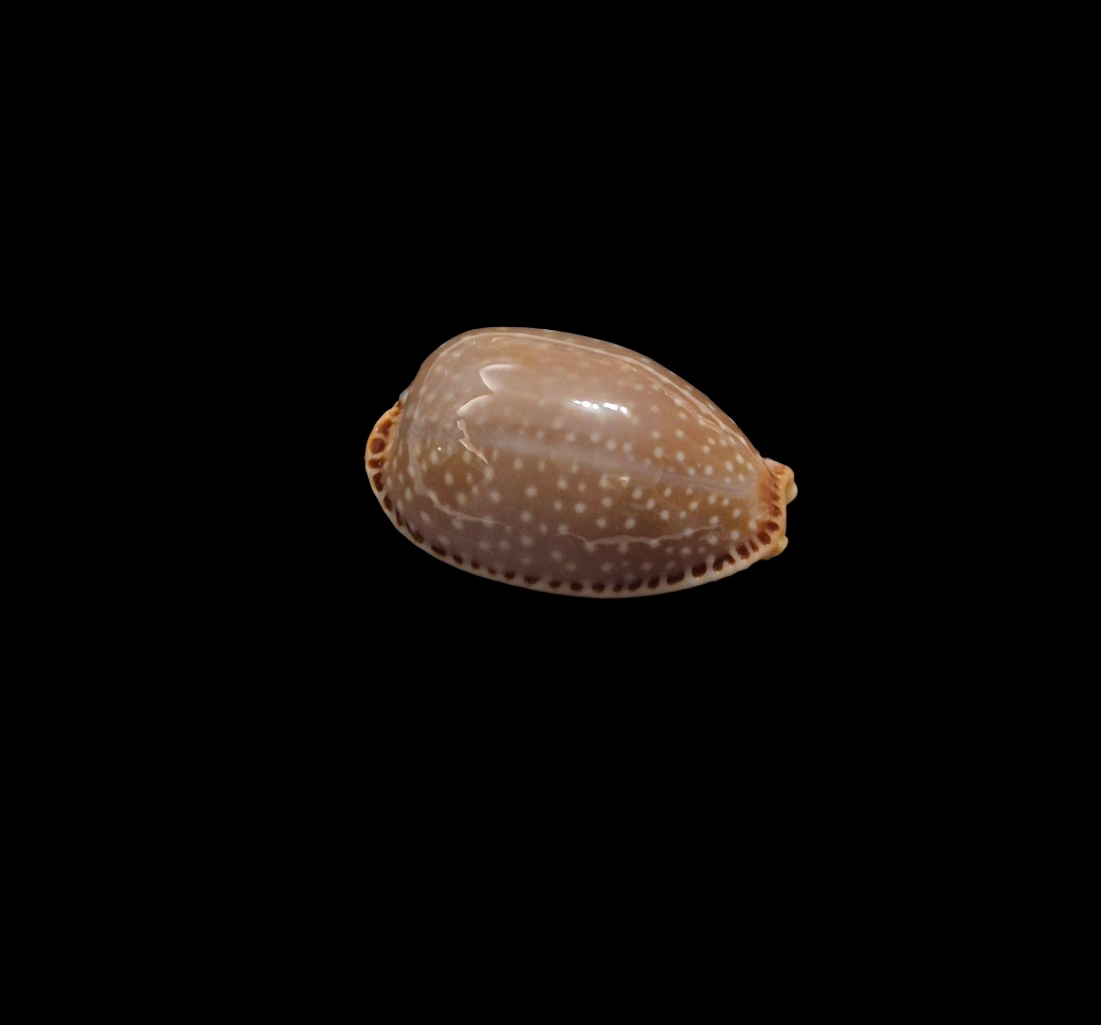 BC459 Staphylaea semiplota - Image 2