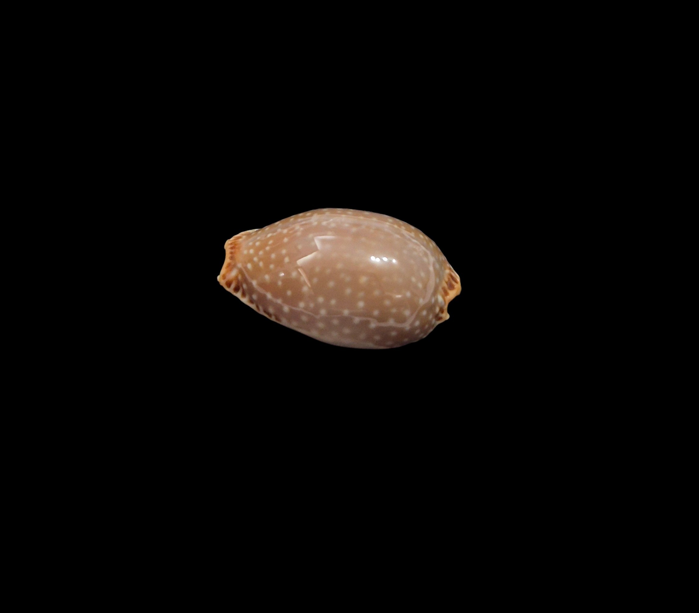 BC459 Staphylaea semiplota - Image 3