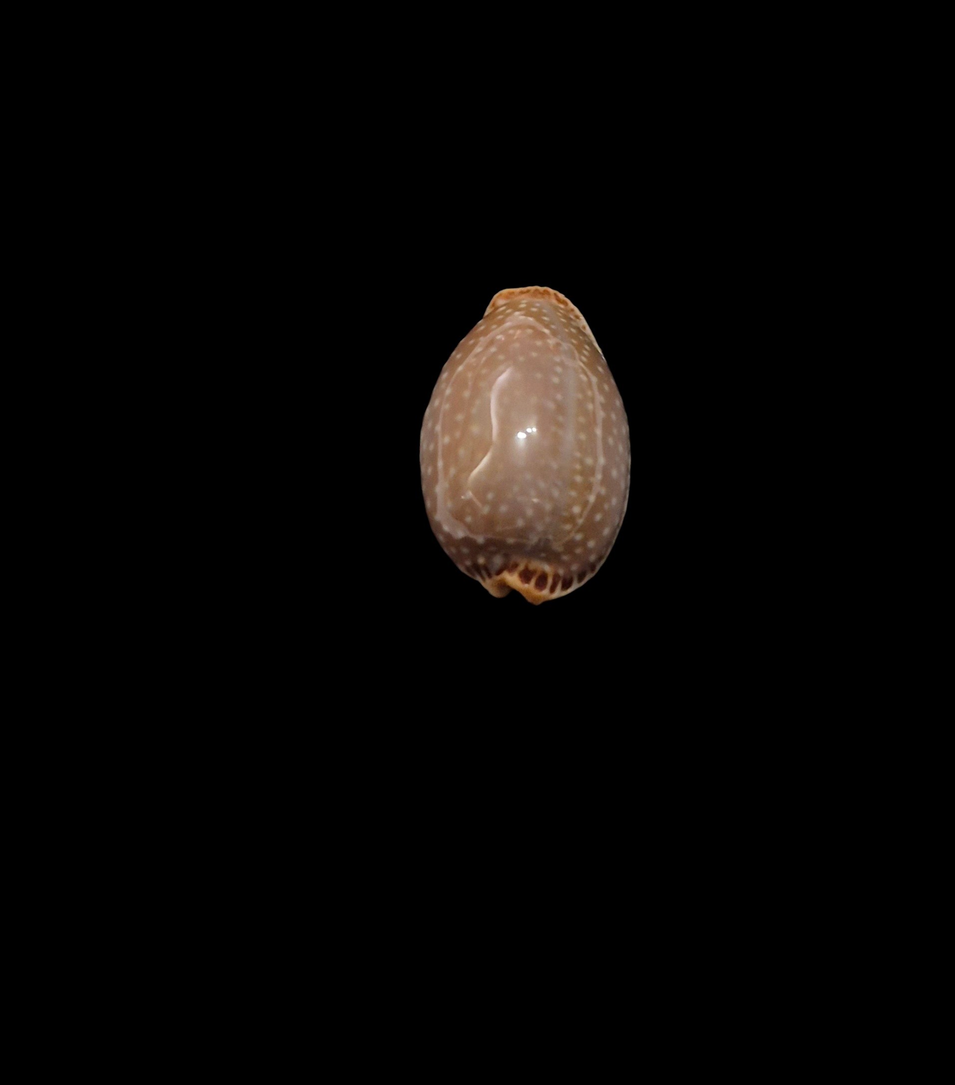 BC459 Staphylaea semiplota - Image 4