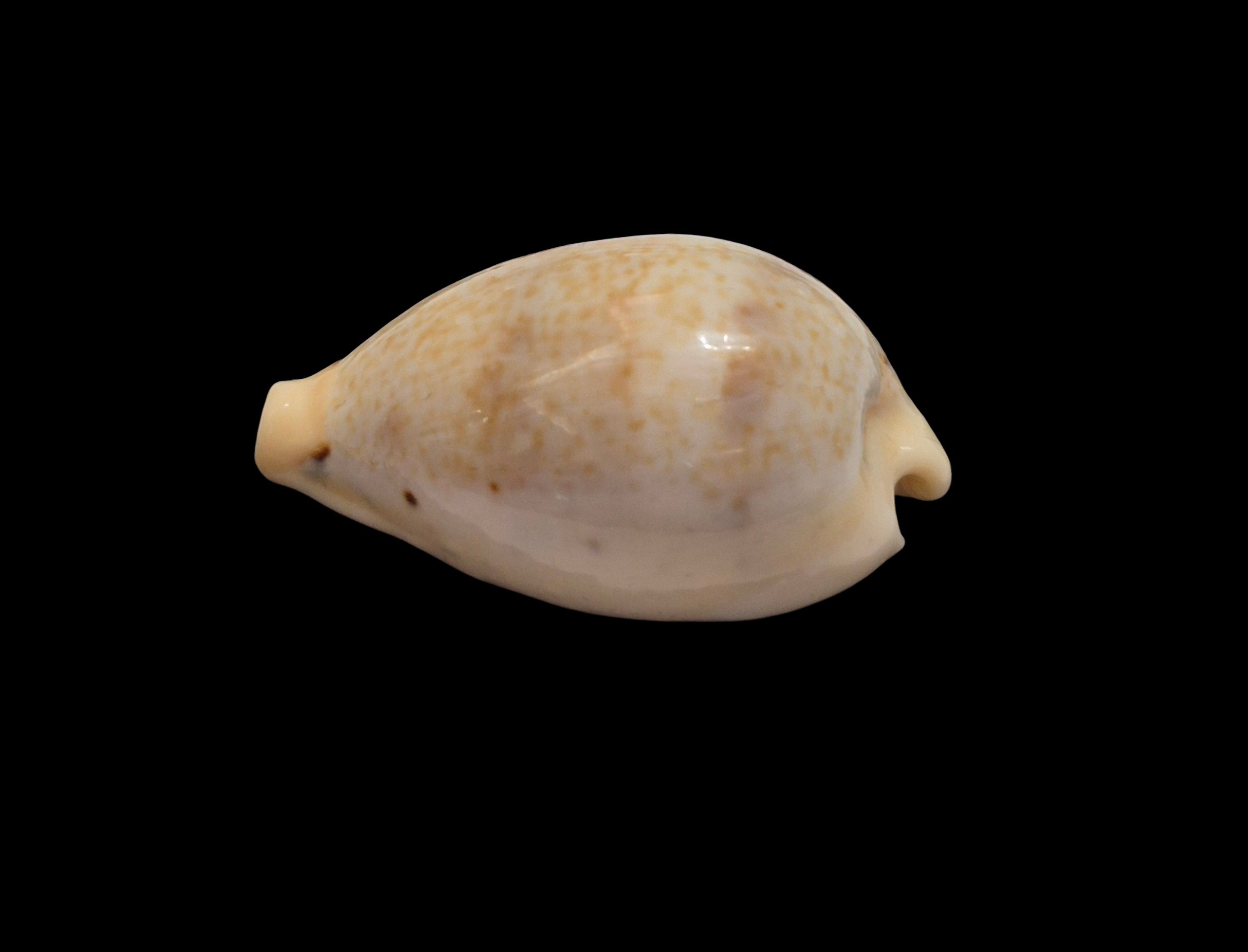 BC429 Paradusta hungerfordi coucomi - Image 3