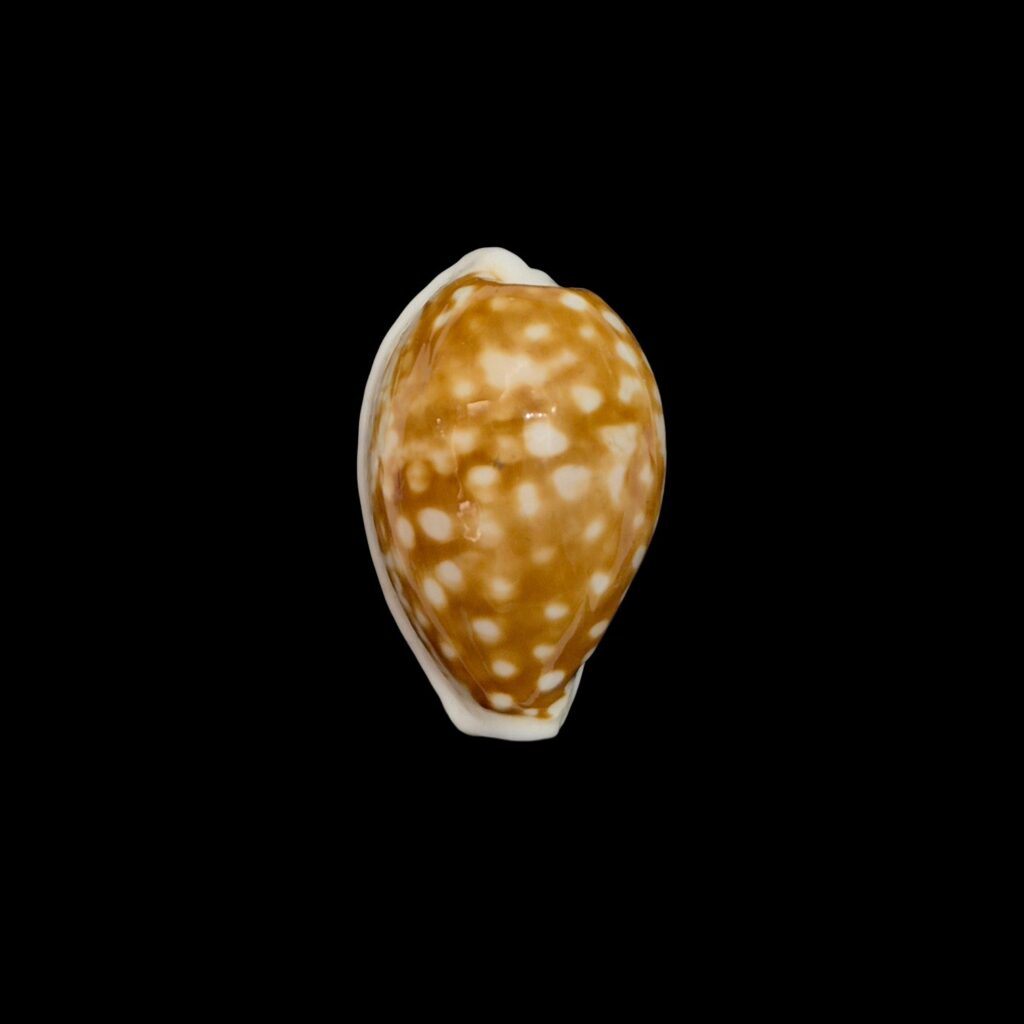 BC517 Cribrarula rottnestensis