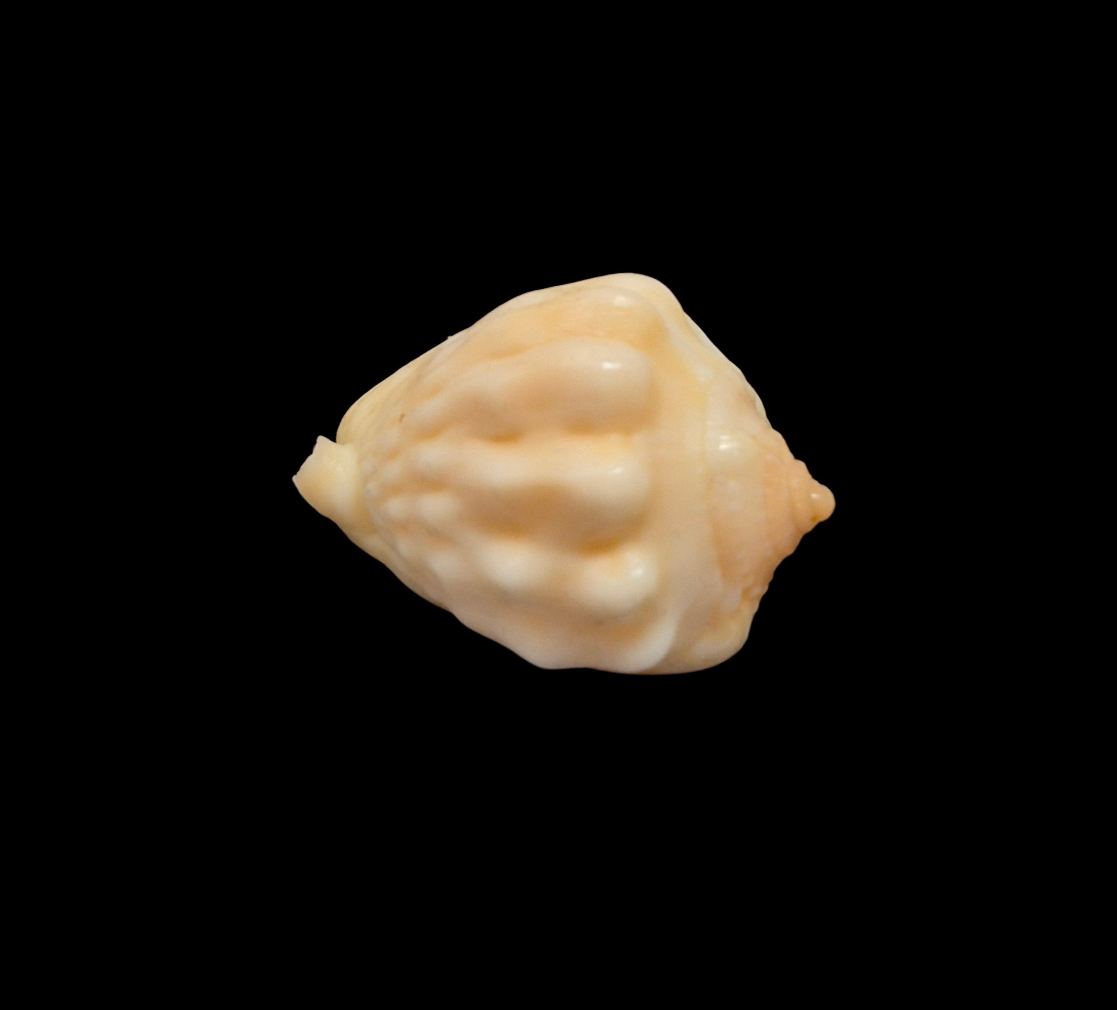 BC018 Cassis patamakanthini - RARELY OFFERED - Image 3