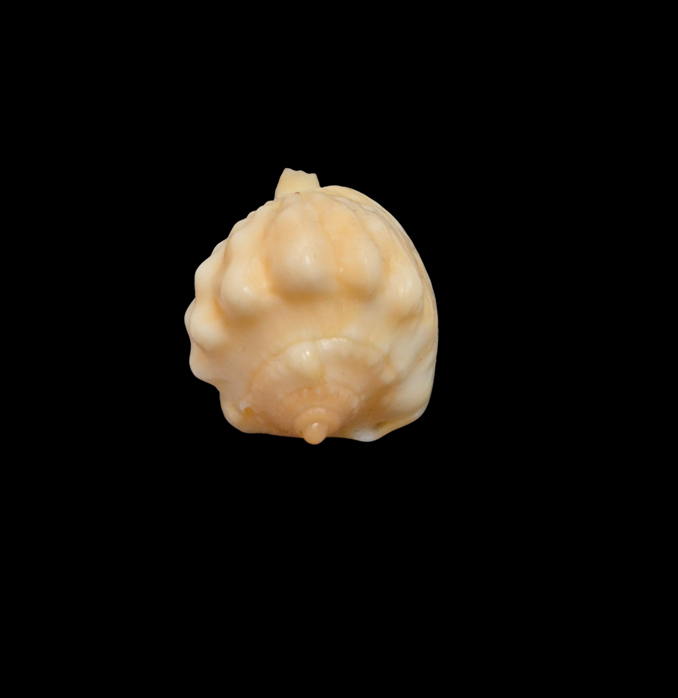 BC018 Cassis patamakanthini - RARELY OFFERED - Image 4