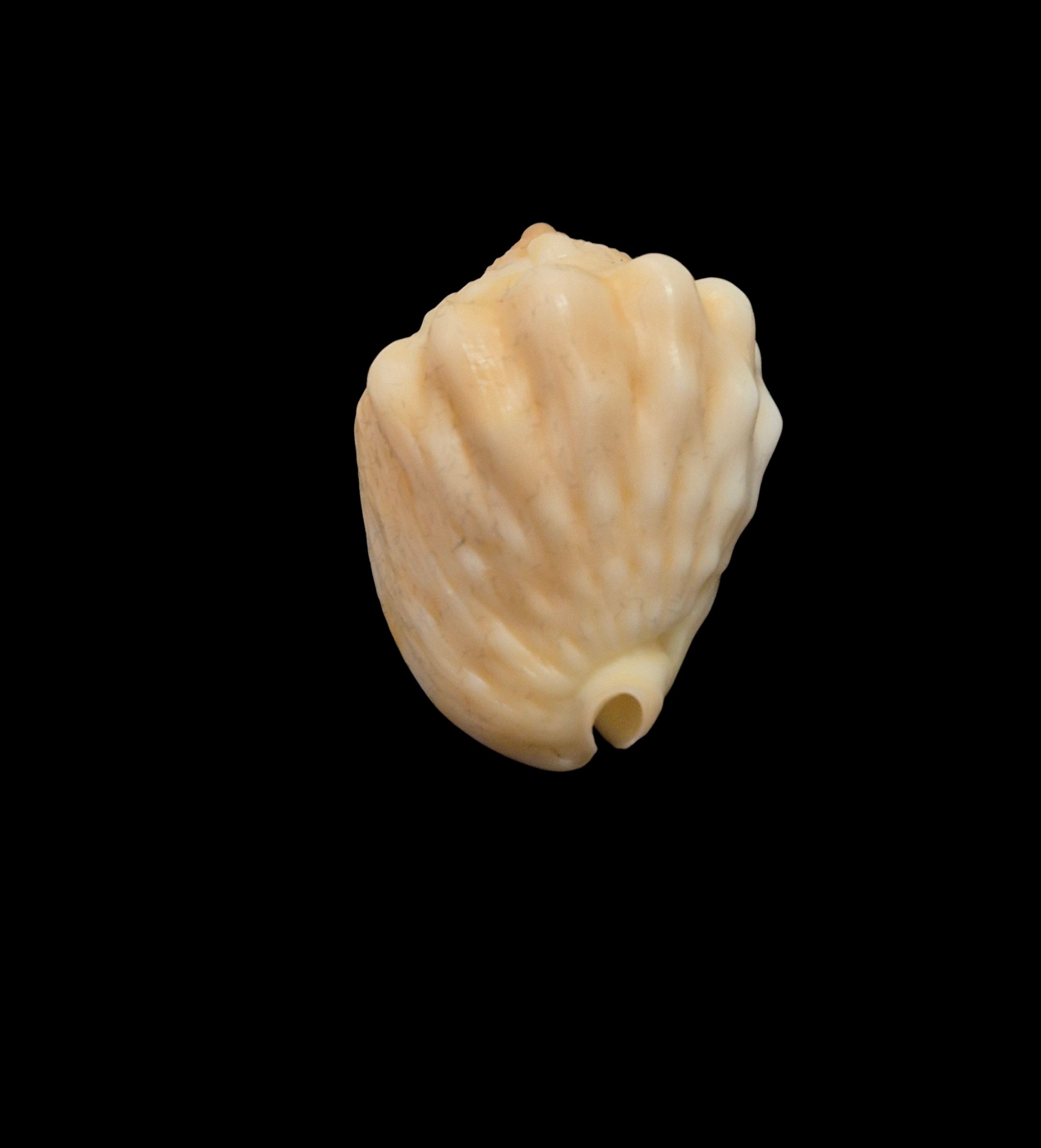 BC018 Cassis patamakanthini - RARELY OFFERED - Image 6