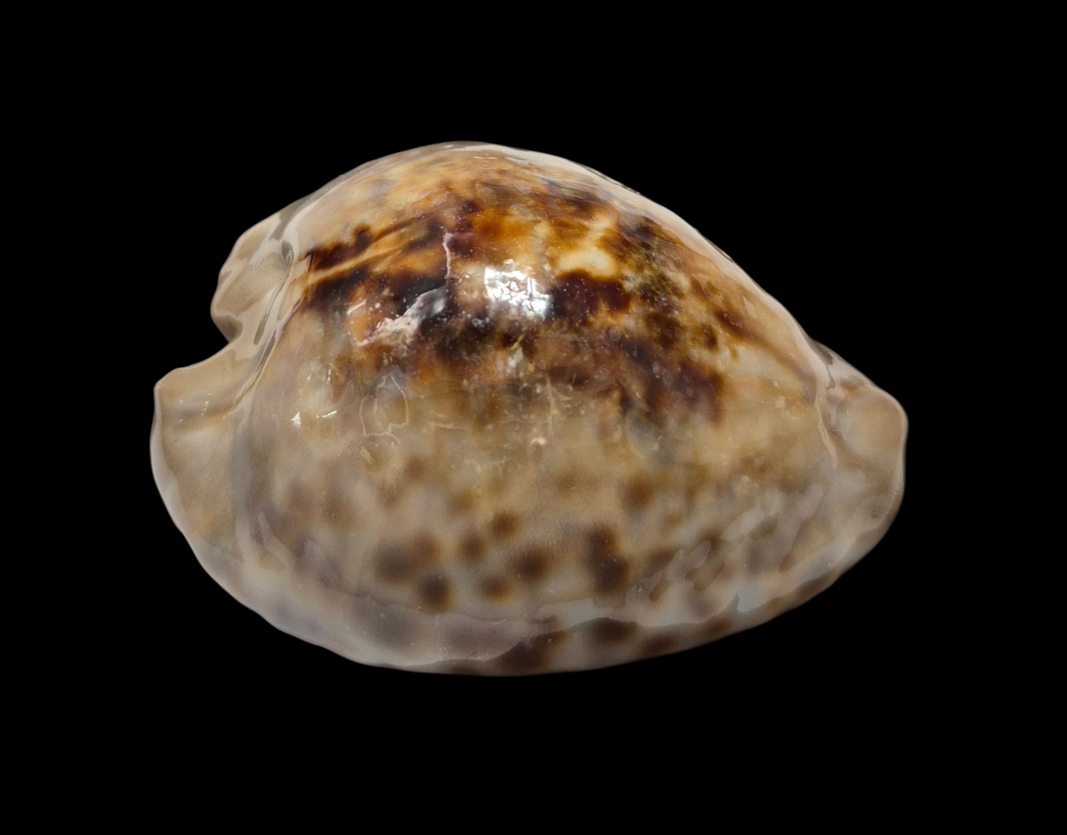 BC084 Cypraea teulerei - UP 60 MM! - Image 3