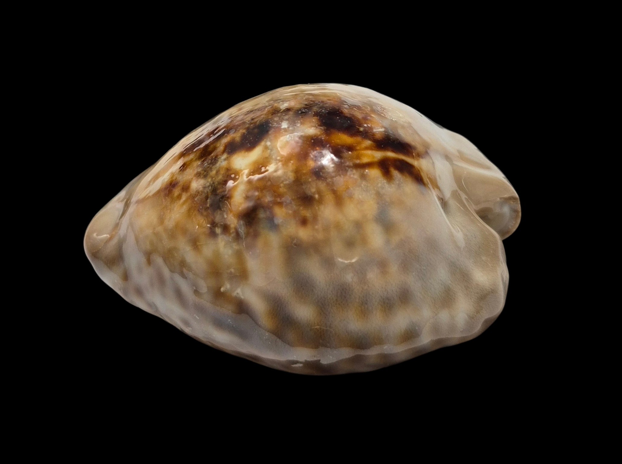 BC084 Cypraea teulerei - UP 60 MM! - Image 4
