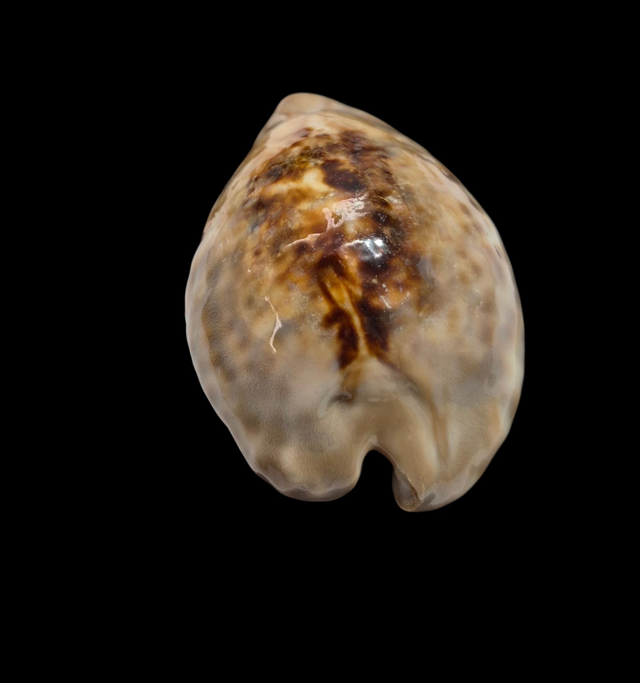 BC084 Cypraea teulerei - UP 60 MM! - Image 5