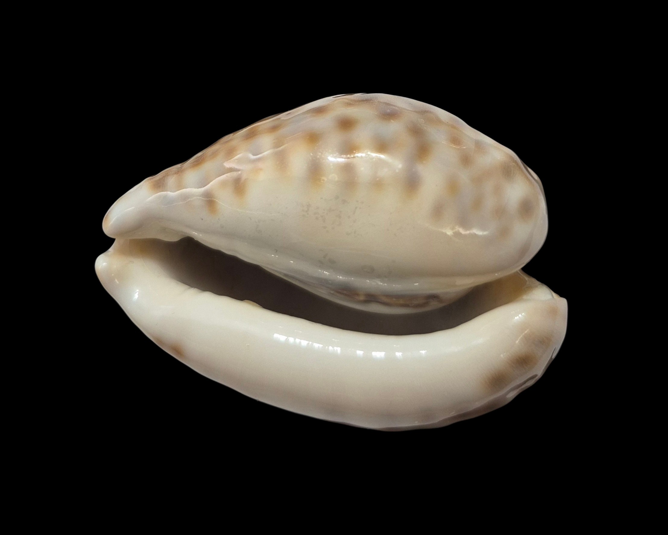 BC084 Cypraea teulerei - UP 60 MM! - Image 2