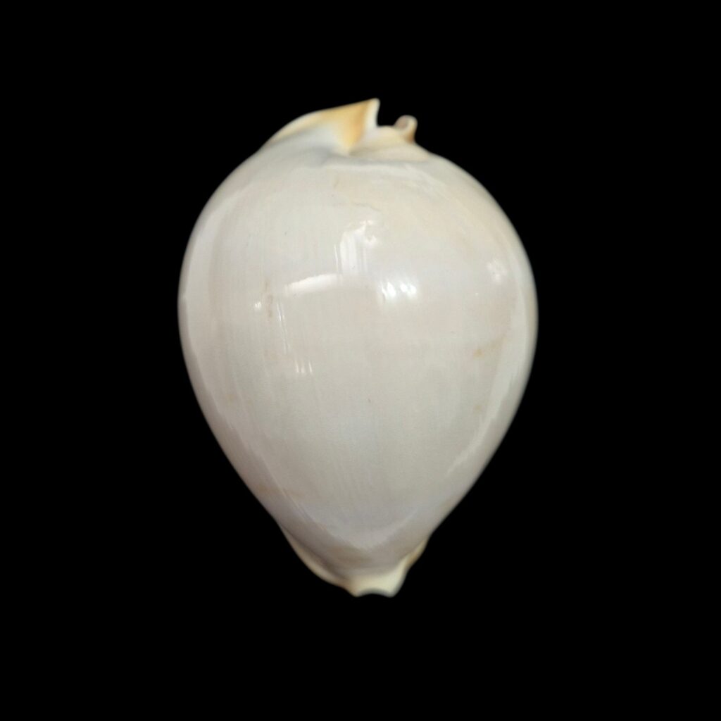 BC179 Zoila thersites contraria